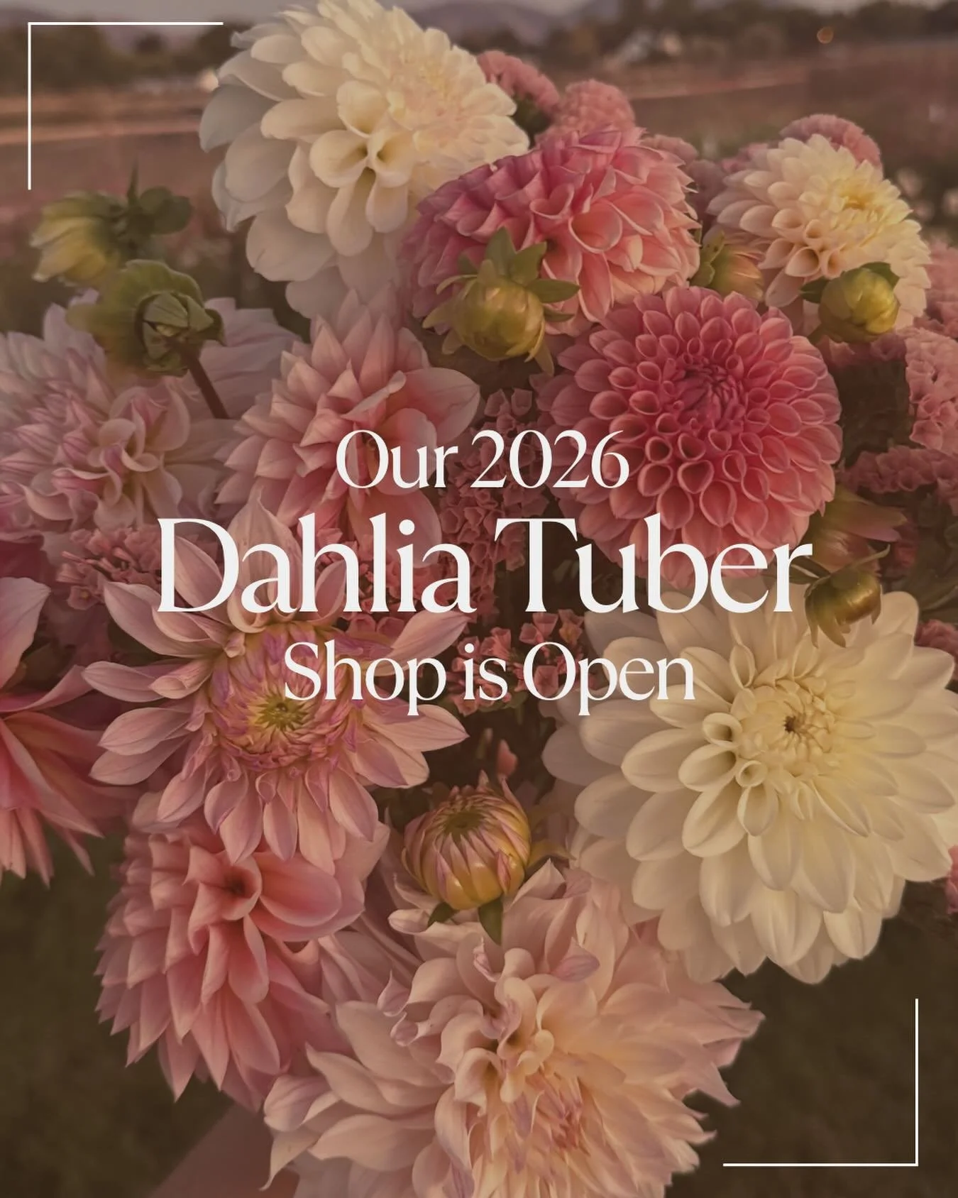 In case you missed it our tuber shop is now OPEN! We&rsquo;ve already sold lots and still have some beautiful varieties left! I am so so grateful for all of the support that each of you give to our farm! Happy Shopping!! Did you already snag some?? ⬇