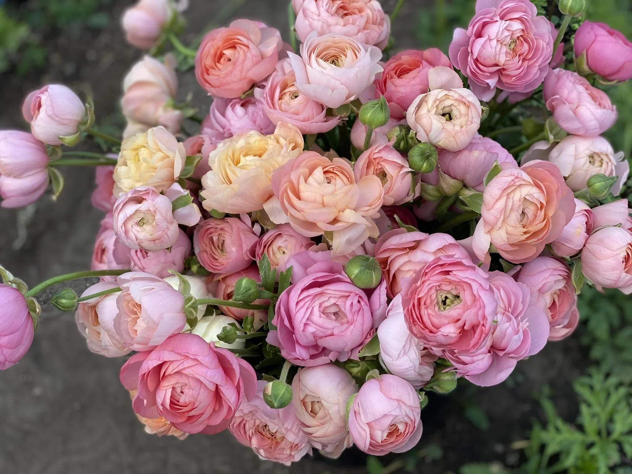 Ranunculus Subscription - 2026