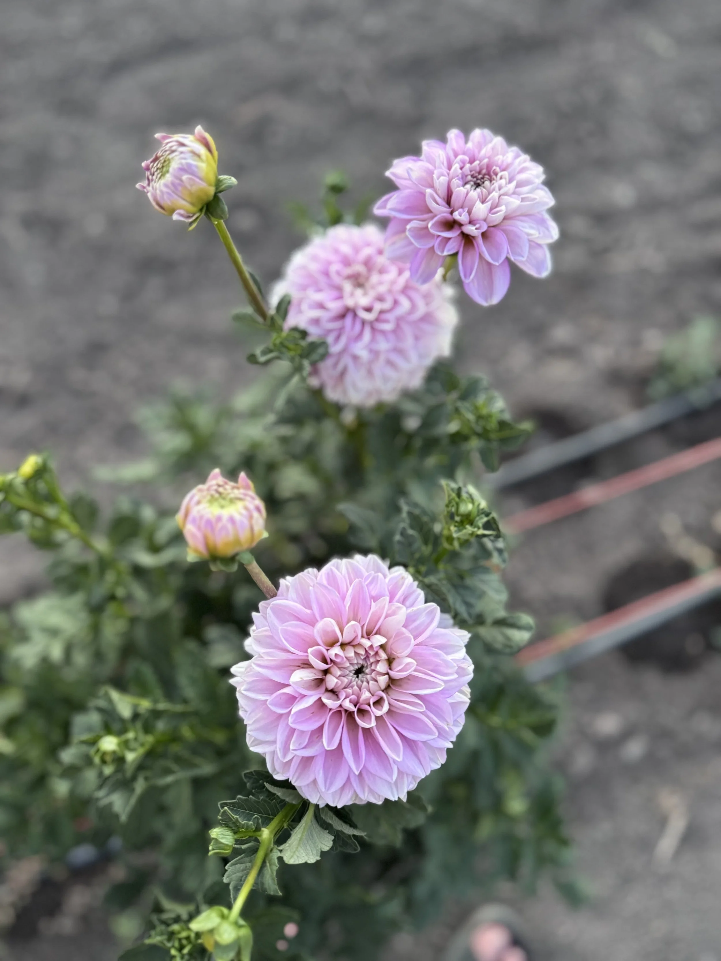 Marionberry Milkshake