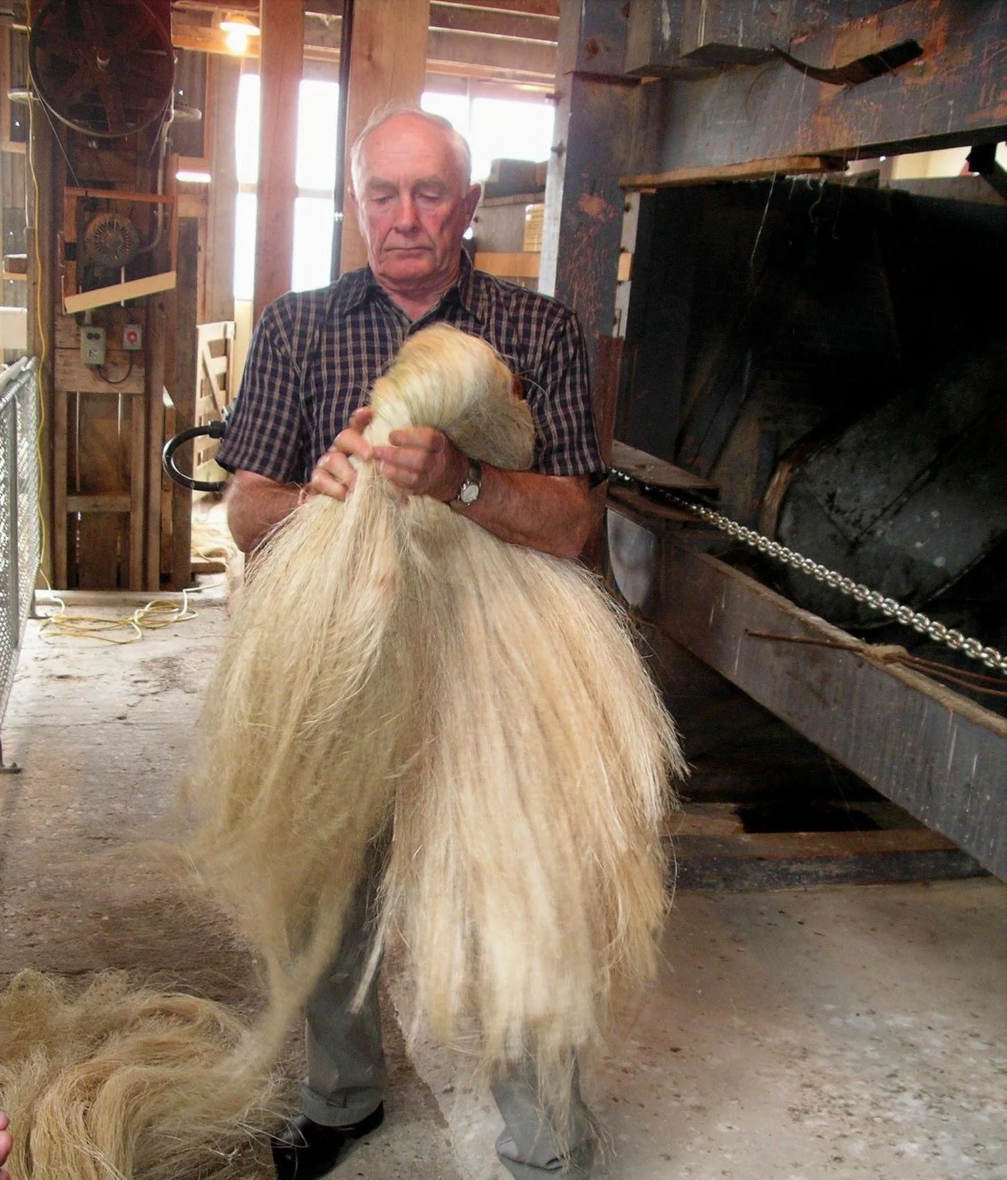 Des Templeton holding a hank of scutched flax fibre.