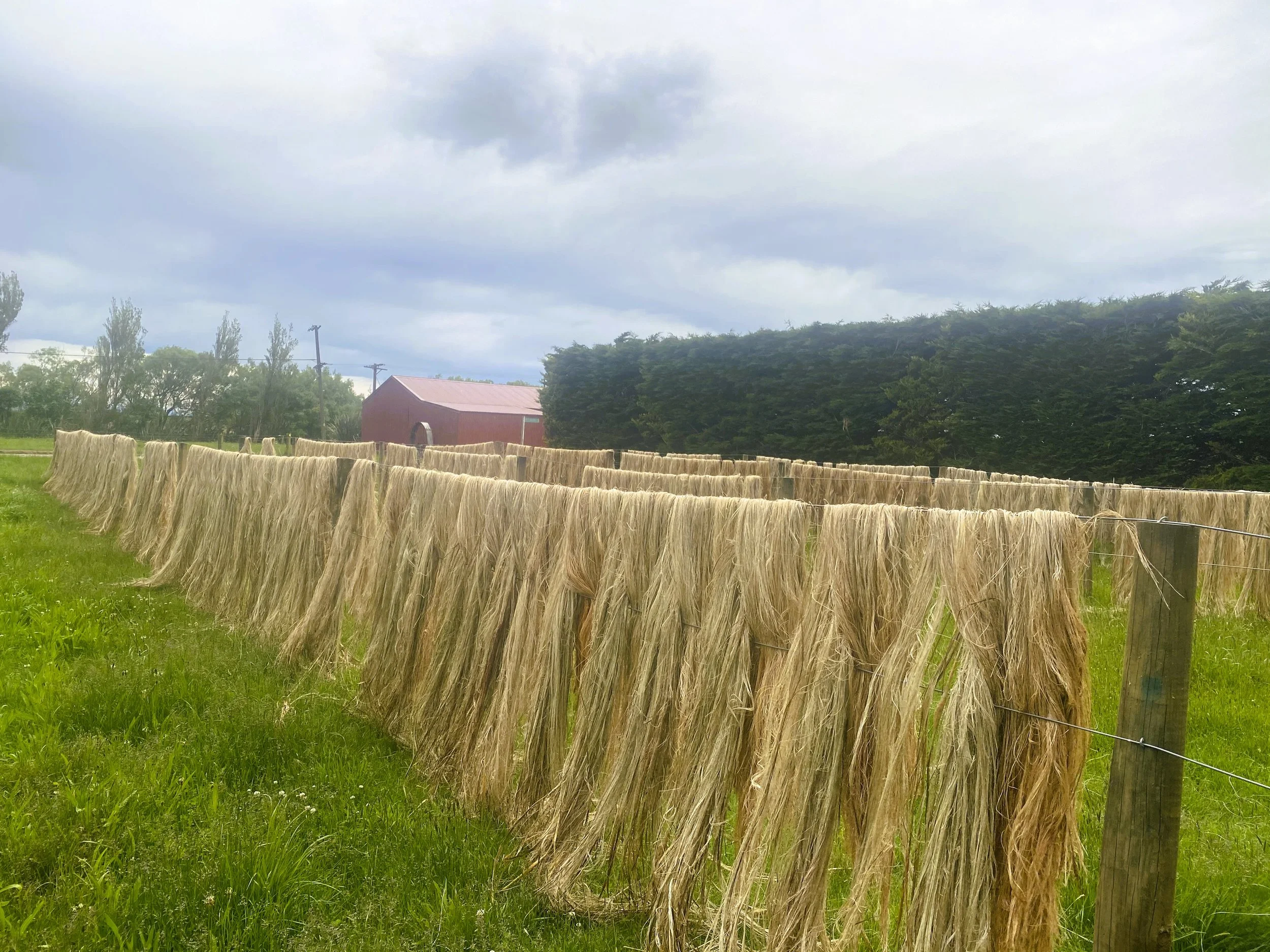 Flax drying warm contrast.JPG