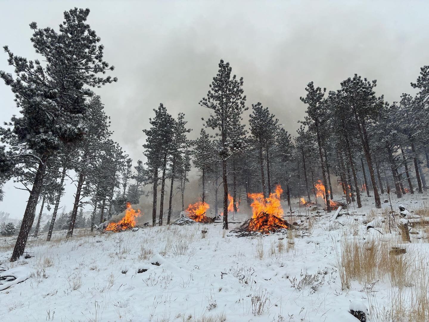 The Four Mile Fire Crew took advantage of the snow and burned a few piles today on Arroyo Chico - smoke and flames may be visible in the area. The piles are contained and will be staffed through the end of the day, and a 24 hour check will be conduct