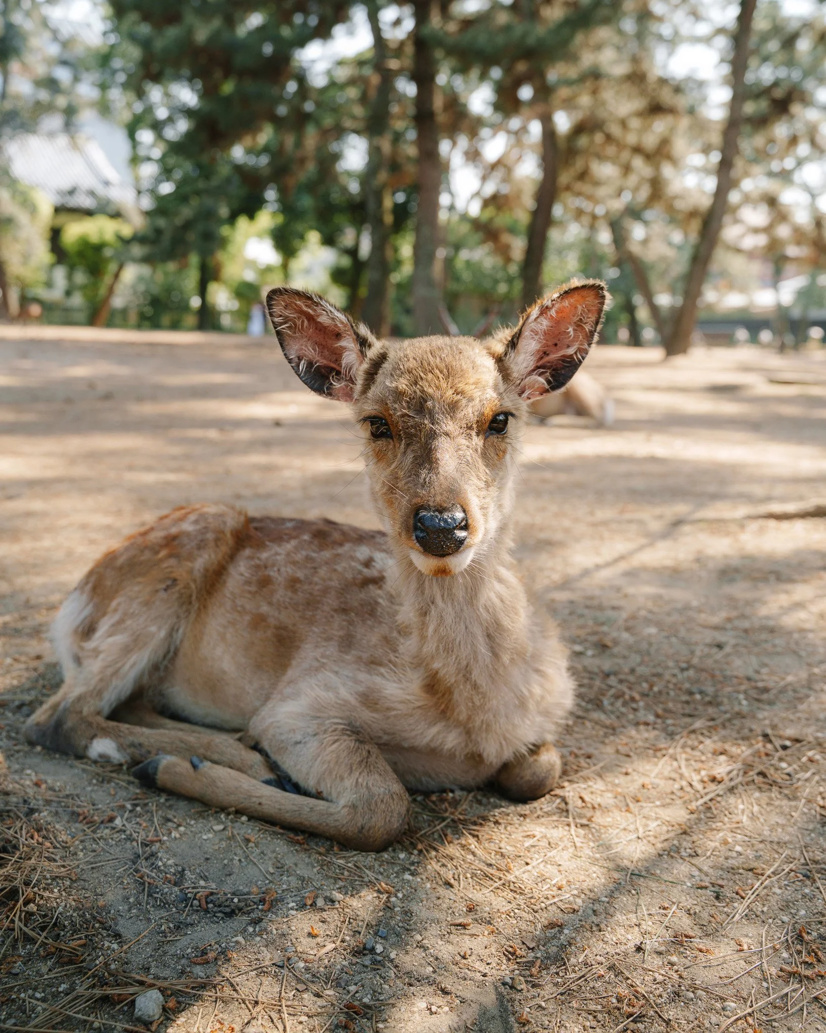 Nara, Japan