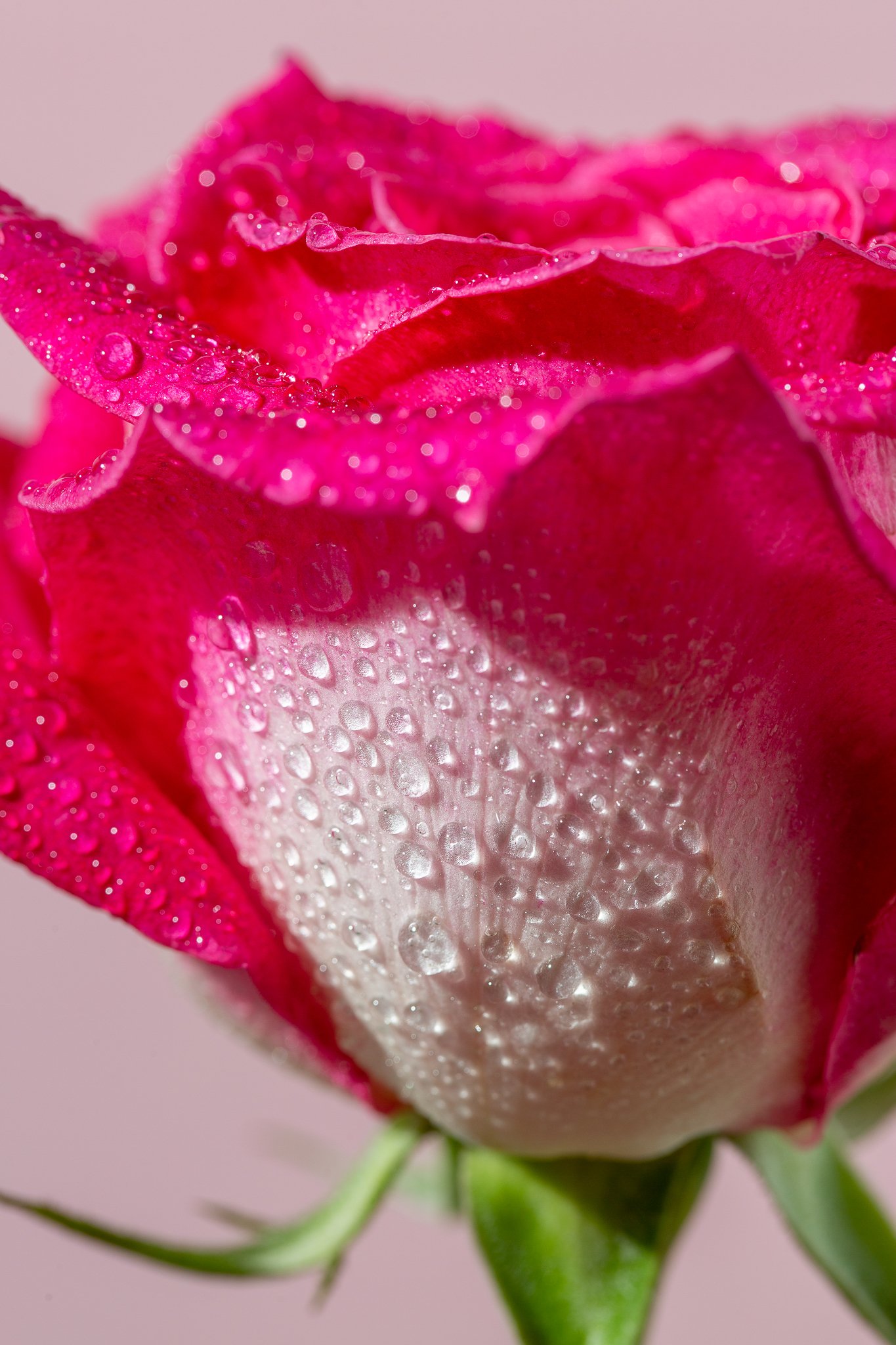 Roses web-21.jpg
