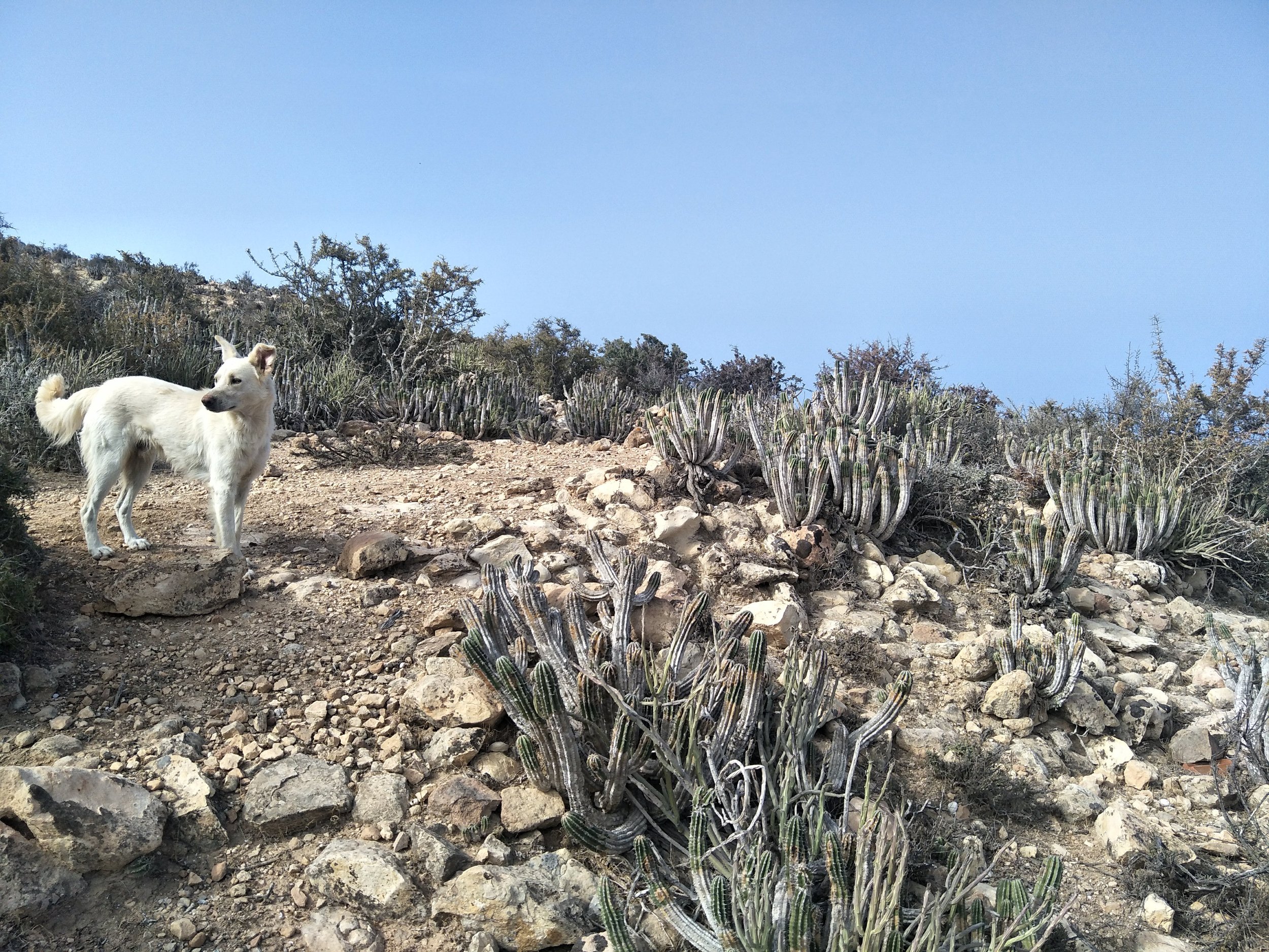 A white dog standing on a rocky, desert terrain with cacti and shrubs under a clear blue sky.