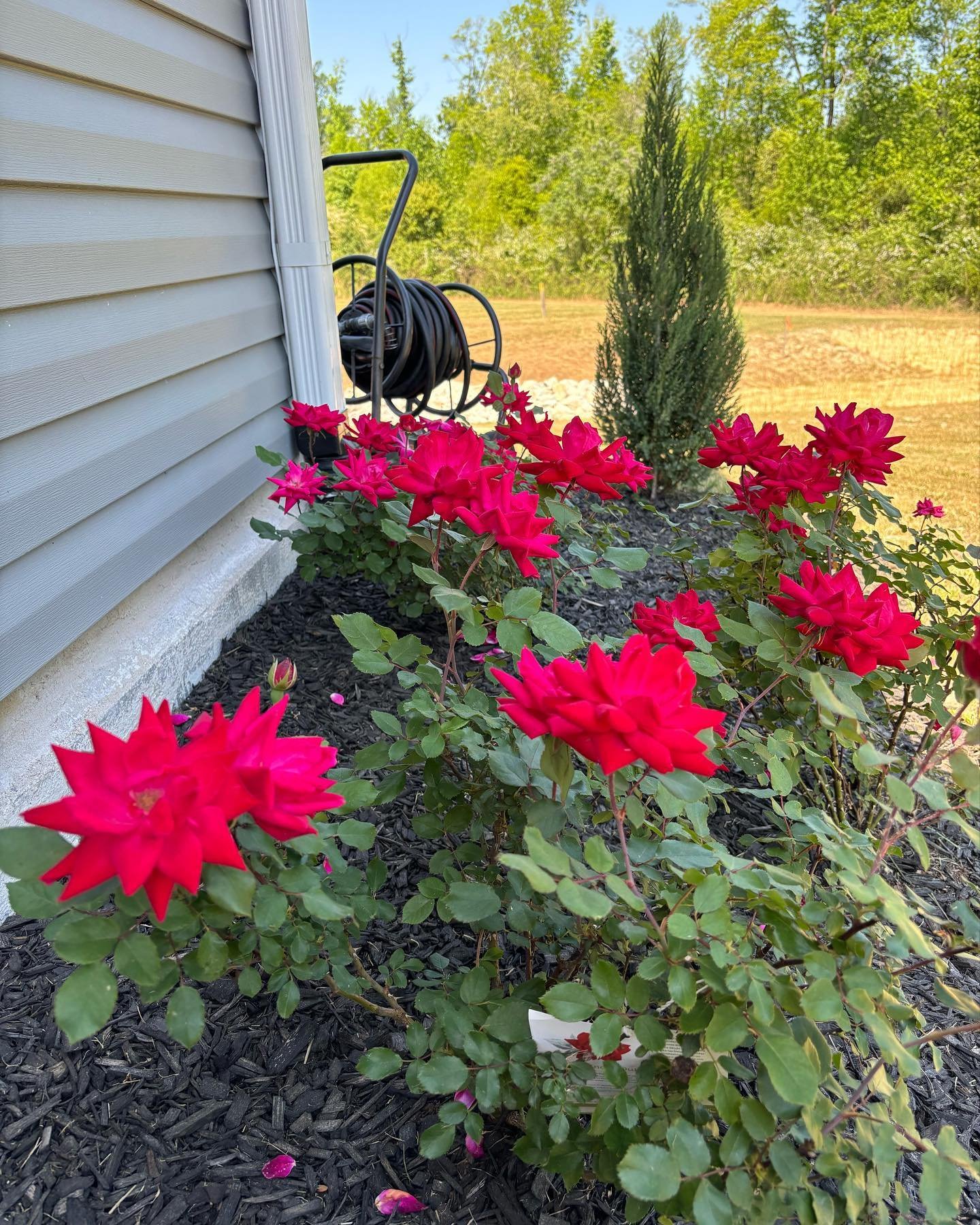 A peony we planted back in February, is now in full bloom🌸💐

Contact us today to plan your landscape with perennials like these!
☎️ (910) 890-9080
💻 higginslandscape.com

#landscape #nclandscapers #peony #perennial