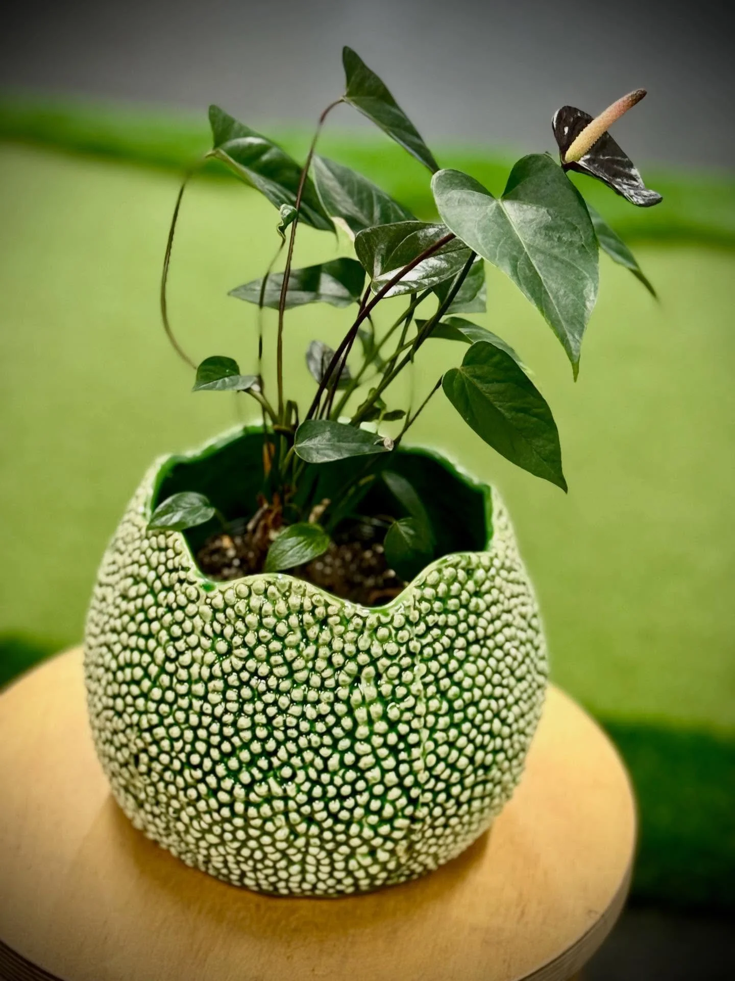 A big thank you to the women members of MGC for my Christmas gift. It was great to celebrate your achievements this year. I look forward to 2026 being full of straight drives and one putt greens for all of us.