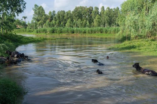 031_WWF_India-Tara.jpeg