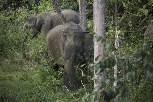 004_002-WWF_Kui_Buri_elephants.jpeg