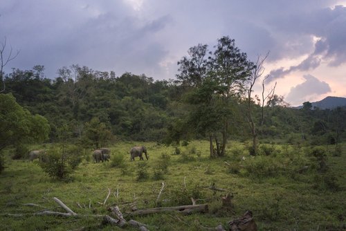 014_027-WWF_Kui_Buri_elephants.jpeg