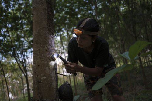 009_017-WWF_Kui_Buri_Phanasit_Phiboonwattanakorn.jpeg