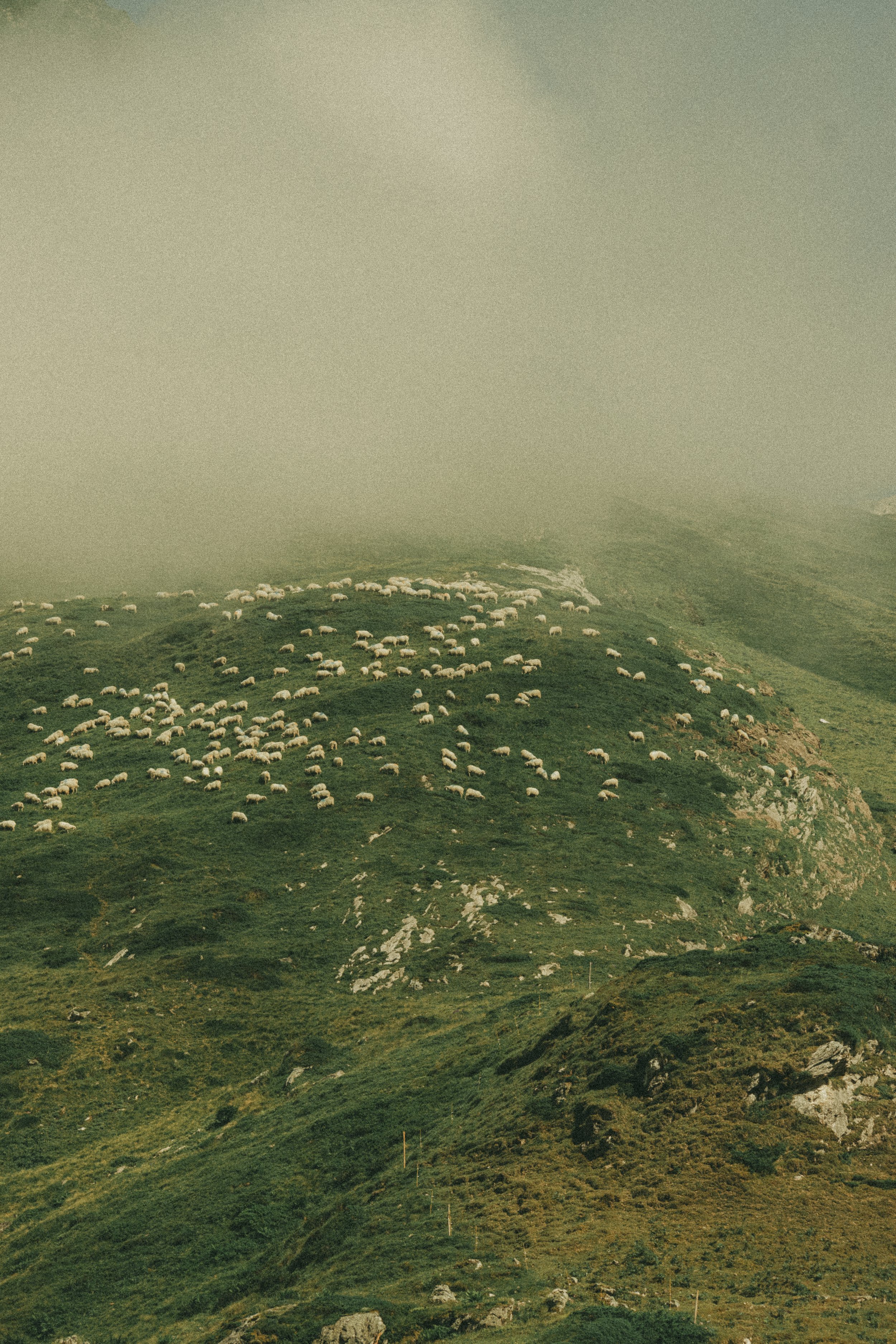 _MG40440.jpg
