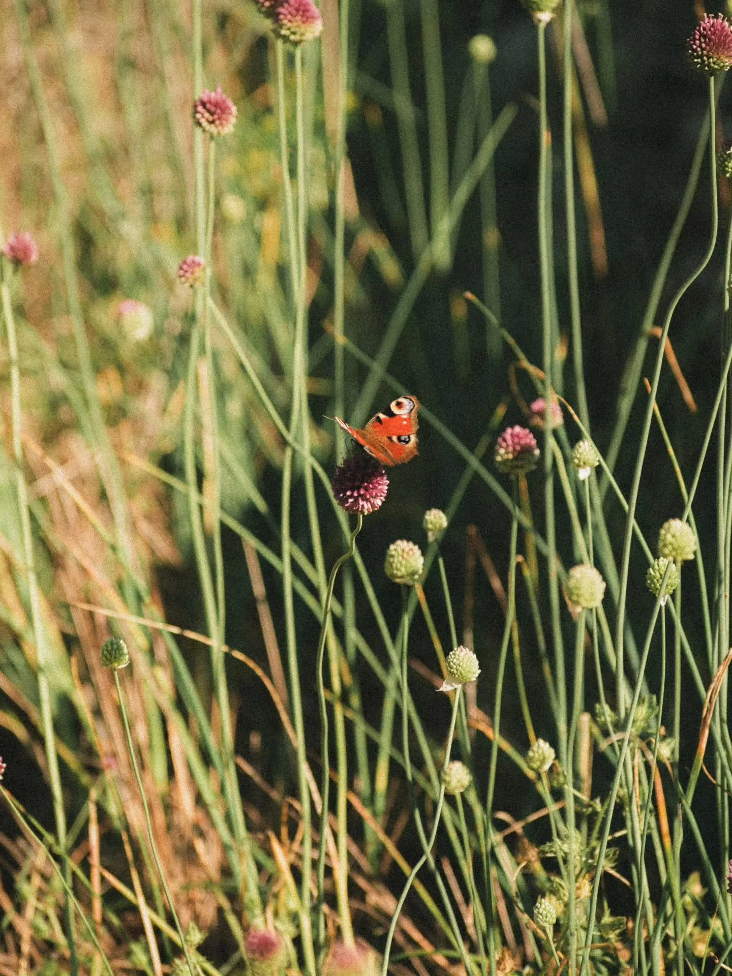 Biodiversit&eacute; &ccedil;a rime avec immensit&eacute;.
C'est un milieu ou la terre est peupl&eacute;,
D'&ecirc;tre et de para&icirc;tre a en faire tourner la t&ecirc;te.
C'est l&agrave; que j'aime me plonger, 
Corps et &acirc;me, dans une relation