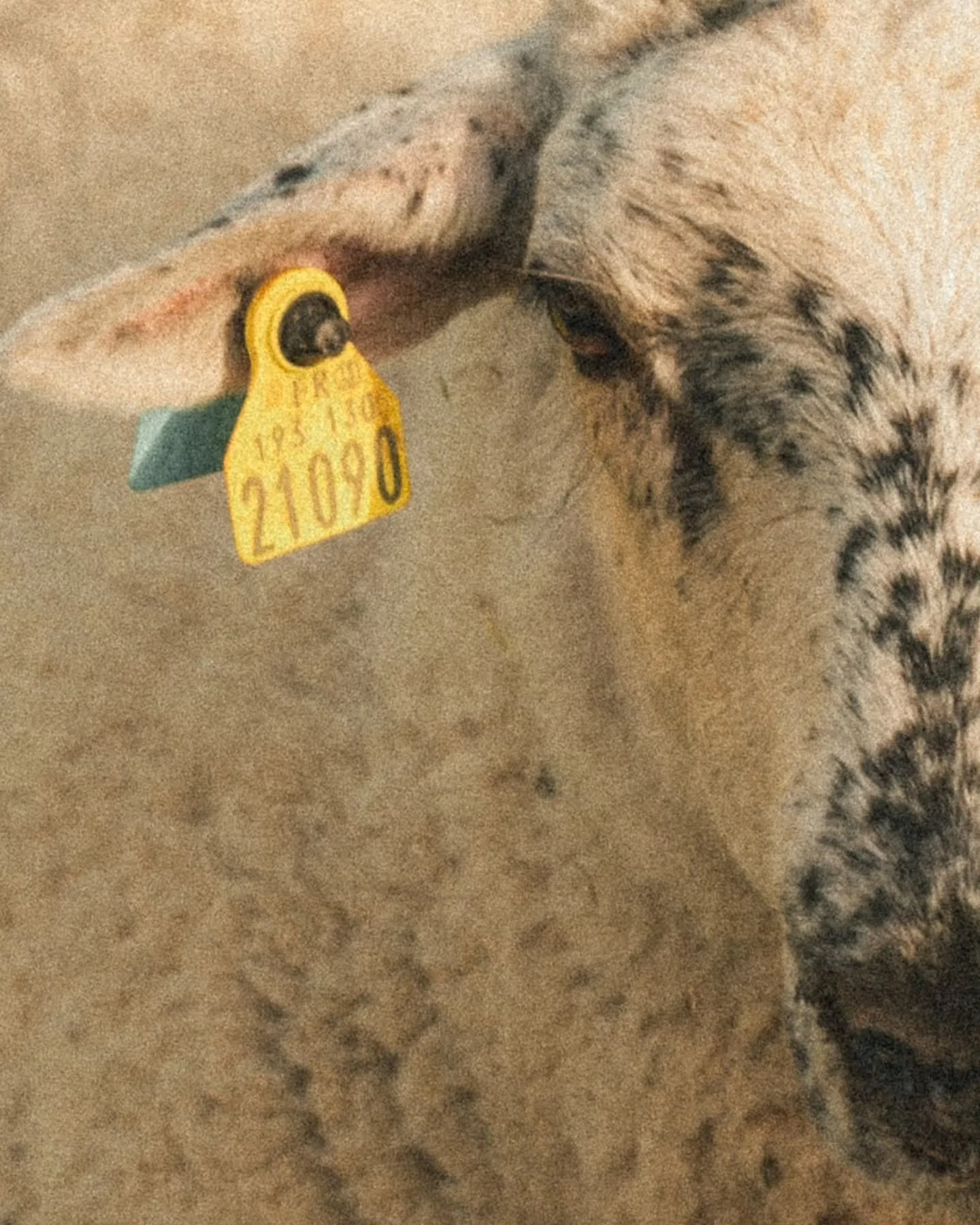 Raconter le vivant, c'est passer par des saveurs. C&rsquo;est mettre des mots sur des sens en &eacute;veil. Photographier le vivant, c&rsquo;est traverser l&rsquo;&eacute;motion d&rsquo;une rencontre. Du toucher na&icirc;t la sensation, celle de revi
