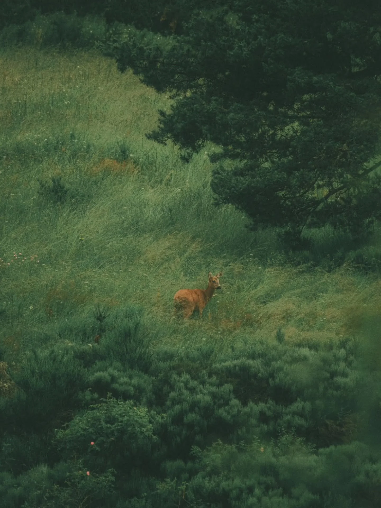 Fragment forestier

#outsidedetails #outsidetime #outsideculture #moutainslover #gorpcorestyle #techwear #urbanoutdoor #modernexplorer #fujifilmfrance #fujiframez #fisheyelemag #curajo #spotonsaturday #alpineaesthetics #earthtone #minimaltechwear