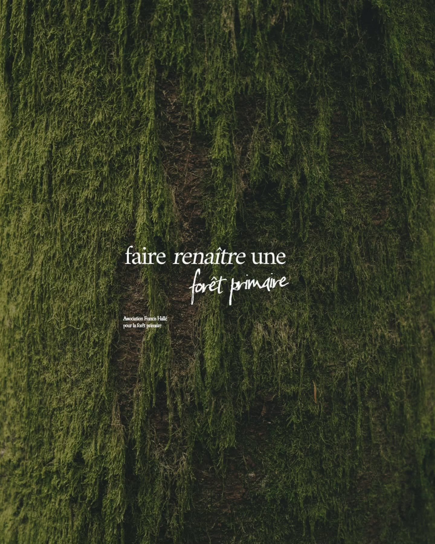 FOR&Ecirc;T PRIMAIRE &bull;
Une s&eacute;rie documentaire qui se veut engag&eacute;e.
Pour ces &eacute;cosyst&egrave;mes qui, inlassablement, continueront de nous surprendre.

Aujourd&rsquo;hui, la t&ecirc;te dans les arbres, j&rsquo;avais envie de f