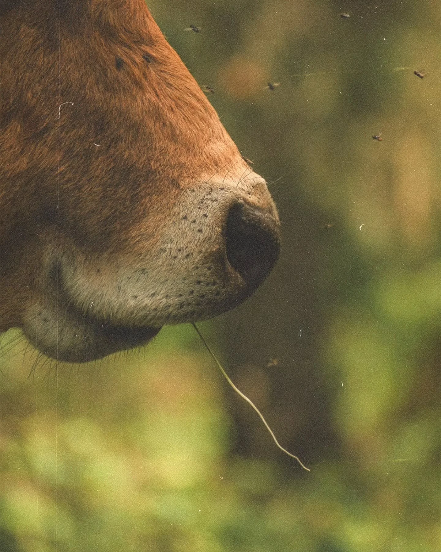 &bull; VRAIES RICHESSES 
La vie aux champs, ce sont avant tout des visages. Des visages de paysages, aux yeux cr&eacute;pusculaires, aux peaux marbr&eacute;es, aux mains de feu. Ce sont des corps feutr&eacute;s, courb&eacute;s, parfois caboss&eacute;