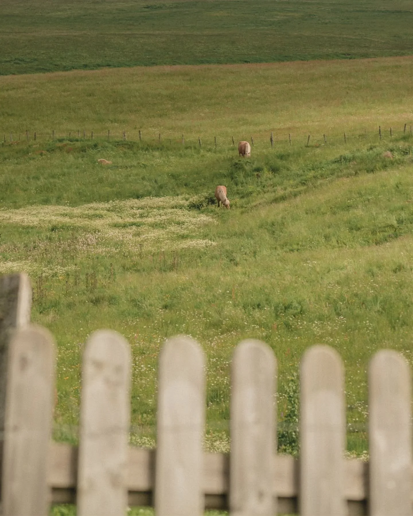 CRIN &bull;
Raconter des histoires,
c&rsquo;est traverser les mots,
effleurer des couleurs,
r&eacute;veiller des odeurs.

Dans le terroir, tout semble conspirer
pour suspendre le temps,
comme si le monde retenait son souffle,
comme si chaque chose de