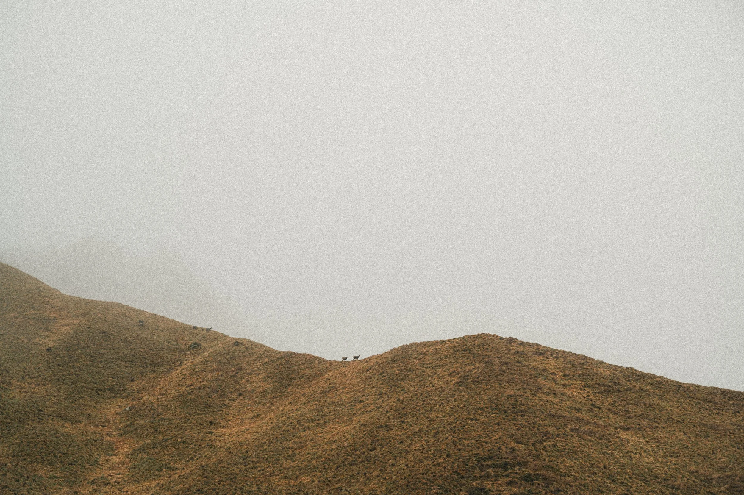 Près de deux animaux, probablement cerfs, sur une colline nue sous un ciel nuageux.
