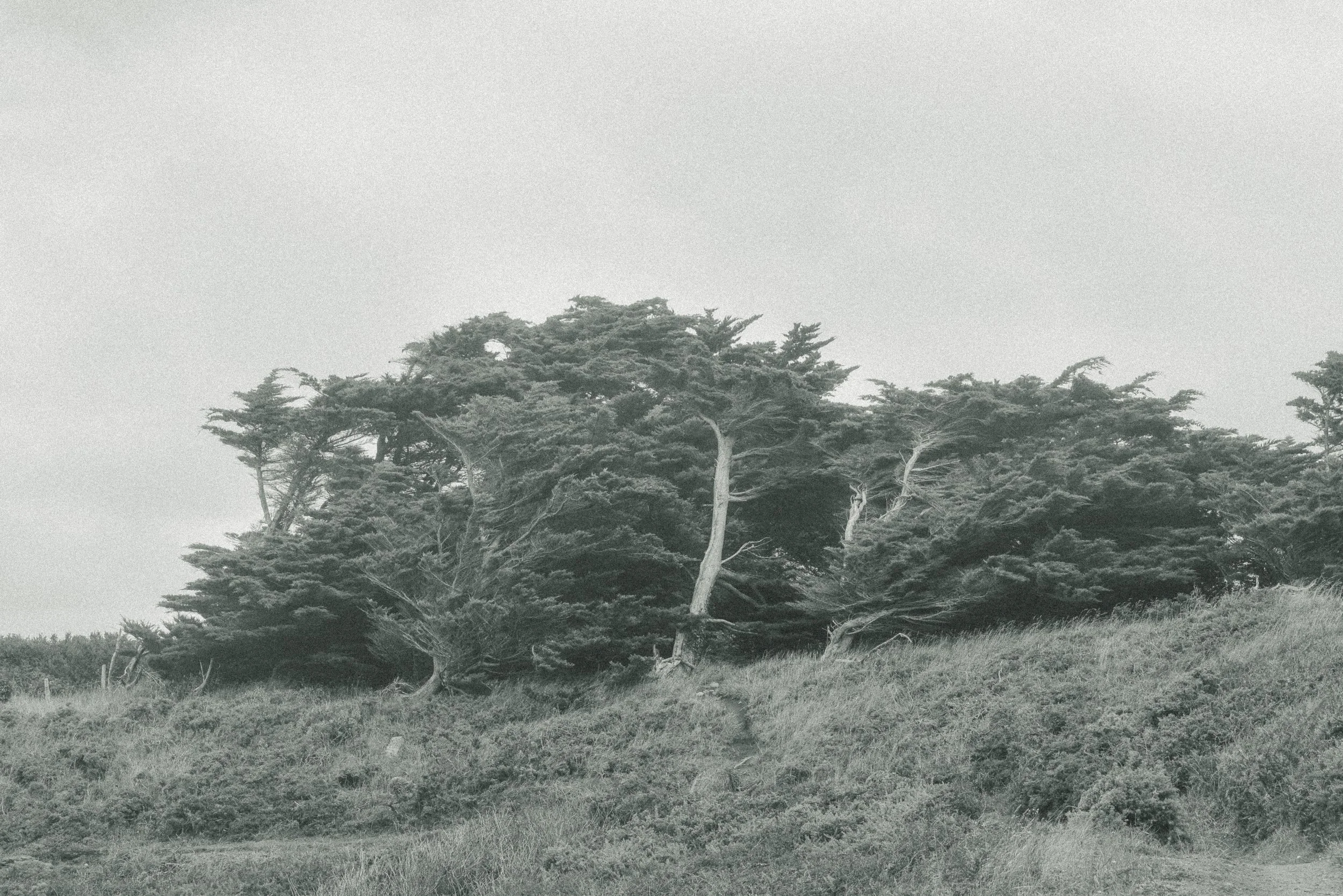 Un groupe d'arbres penchés côte à côte sur une colline recouverte d'herbe, en noir et blanc.