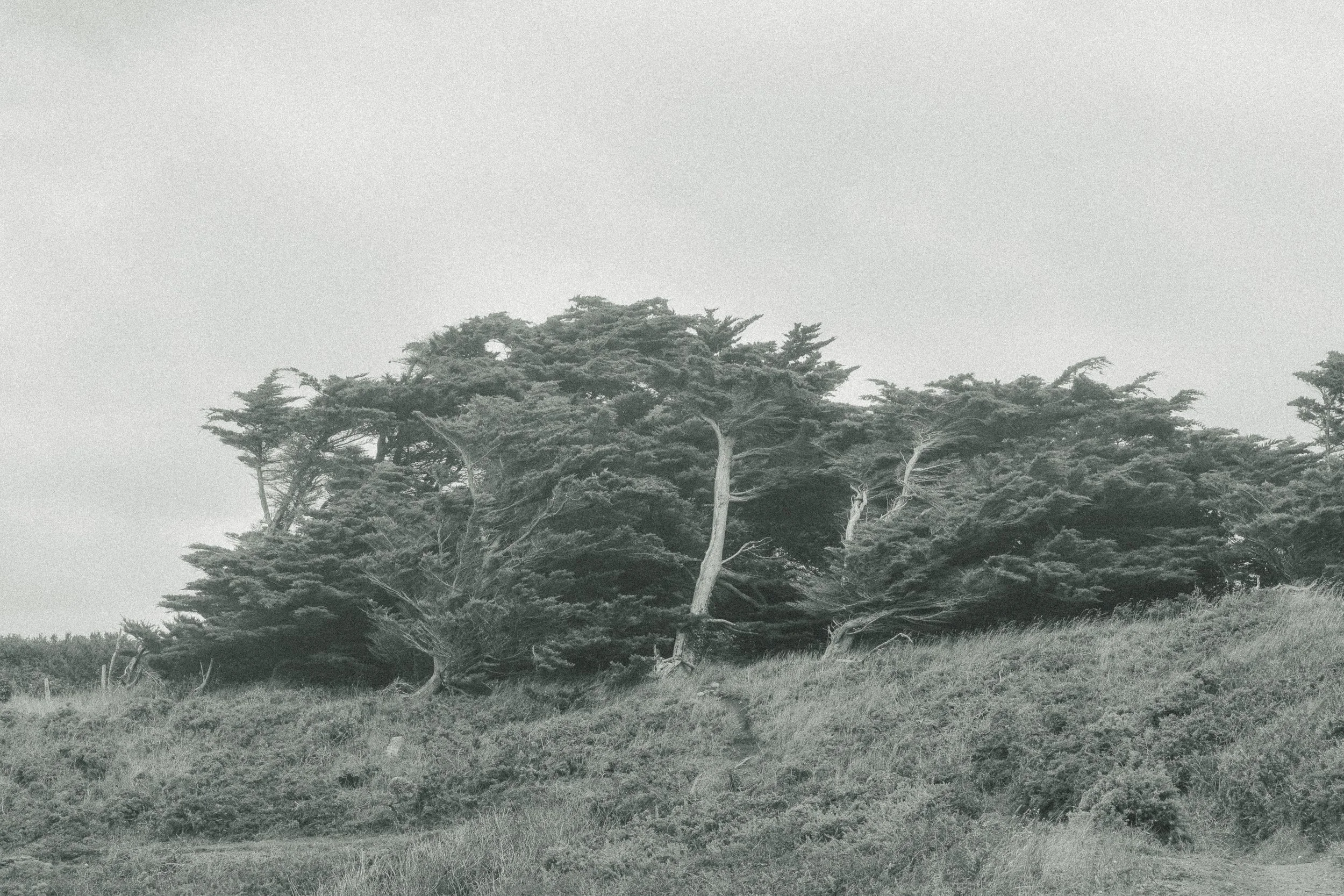 Une scène naturelle avec des arbres au sommet d'une colline, sous un ciel clair ou brumeux.