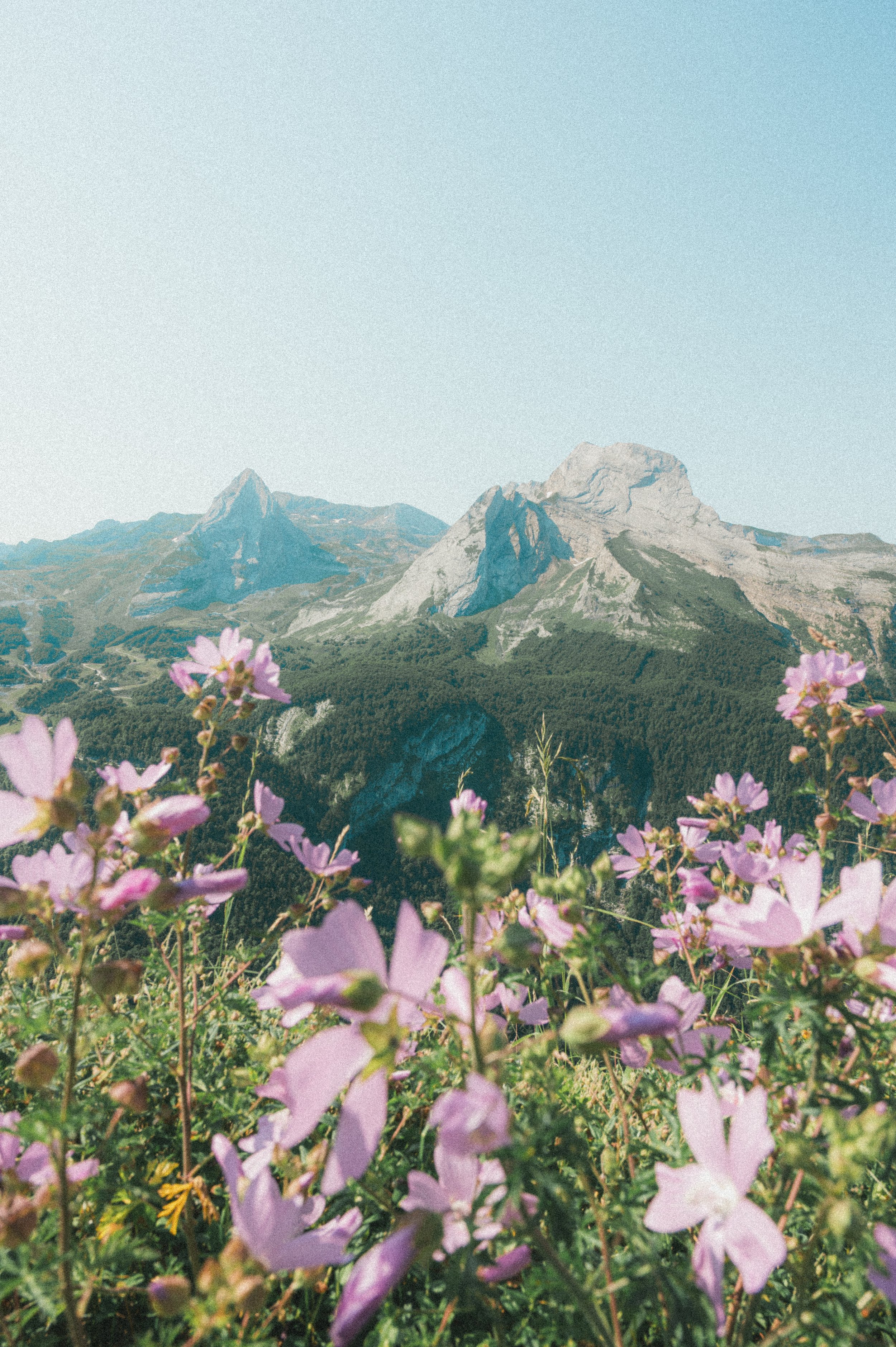 Champ de fleurs violettes devant une chaîne de montagnes rocheuses sous un ciel clair.