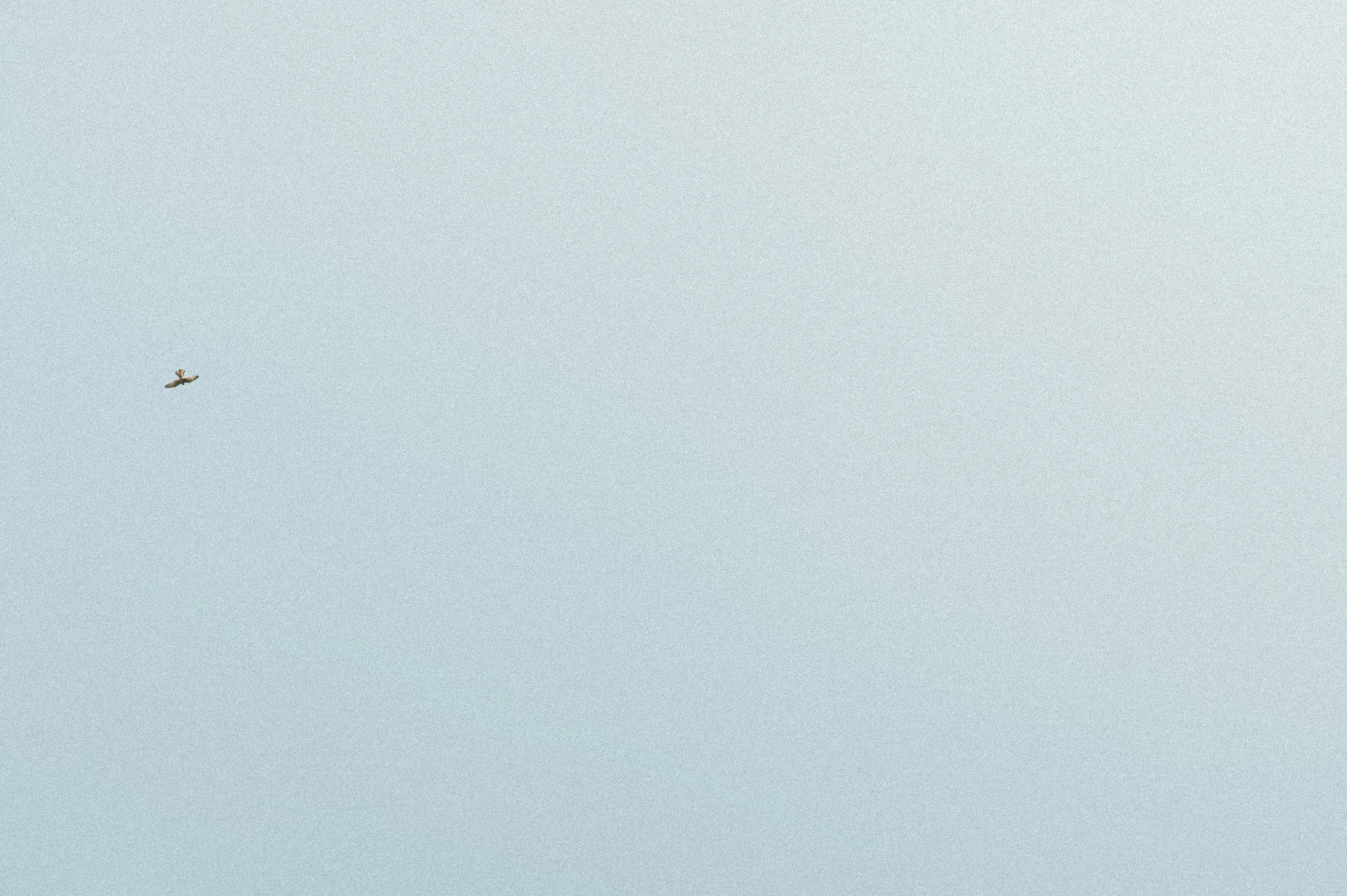 Ciel clair avec un oiseau en vol.