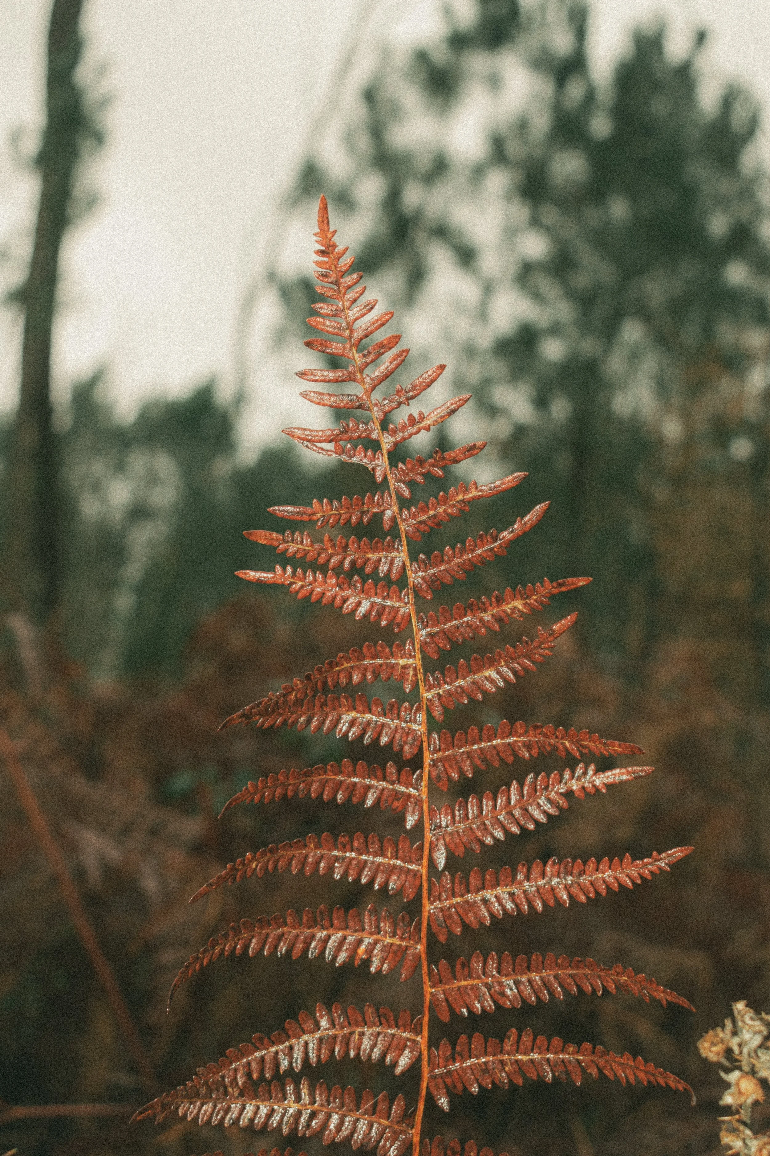 DSC_1041.jpg