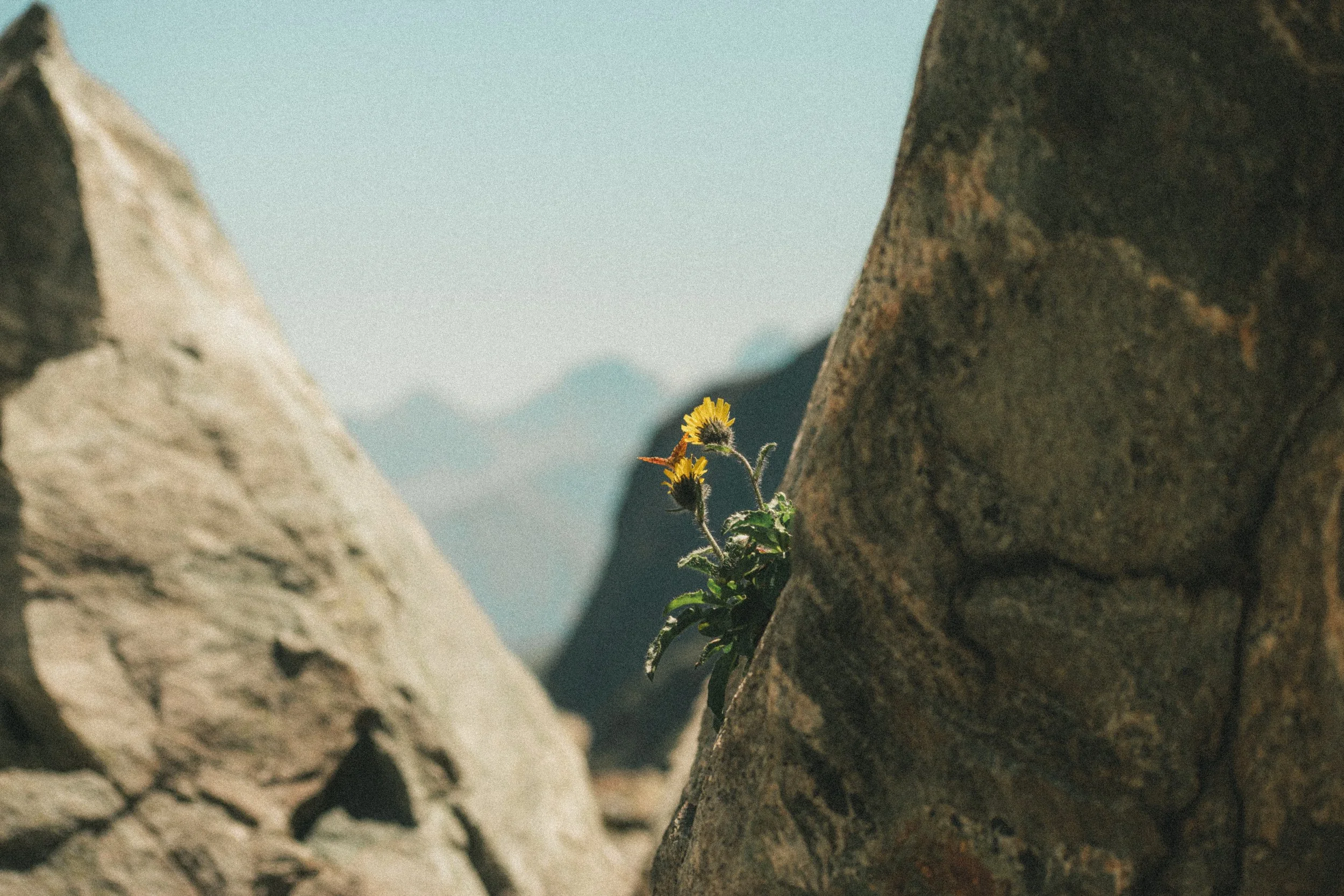 Une fleur jaune pousse entre deux rochers dans un paysage montagneux.