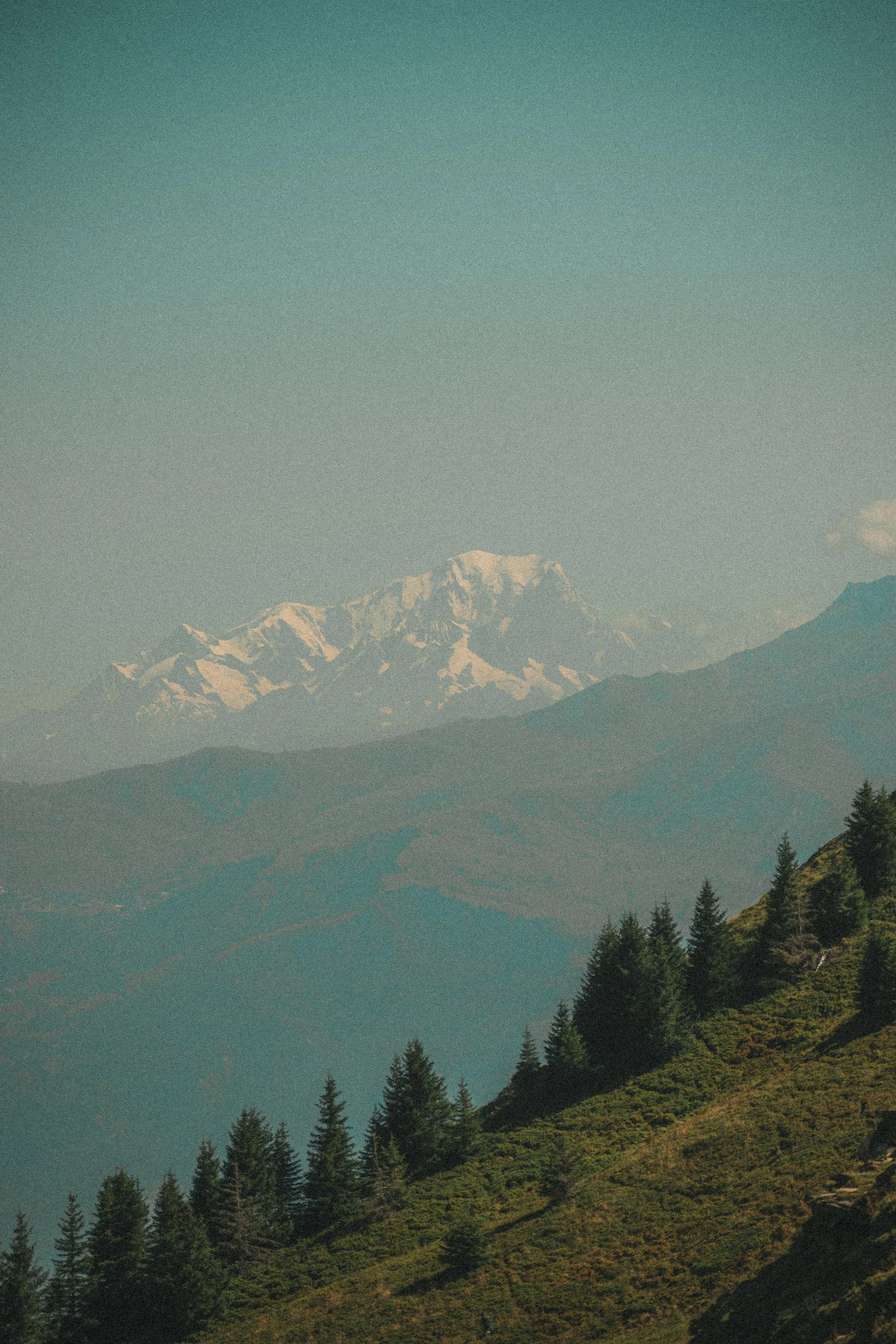 Montagne enneigée vue depuis une forêt verdoyante.
