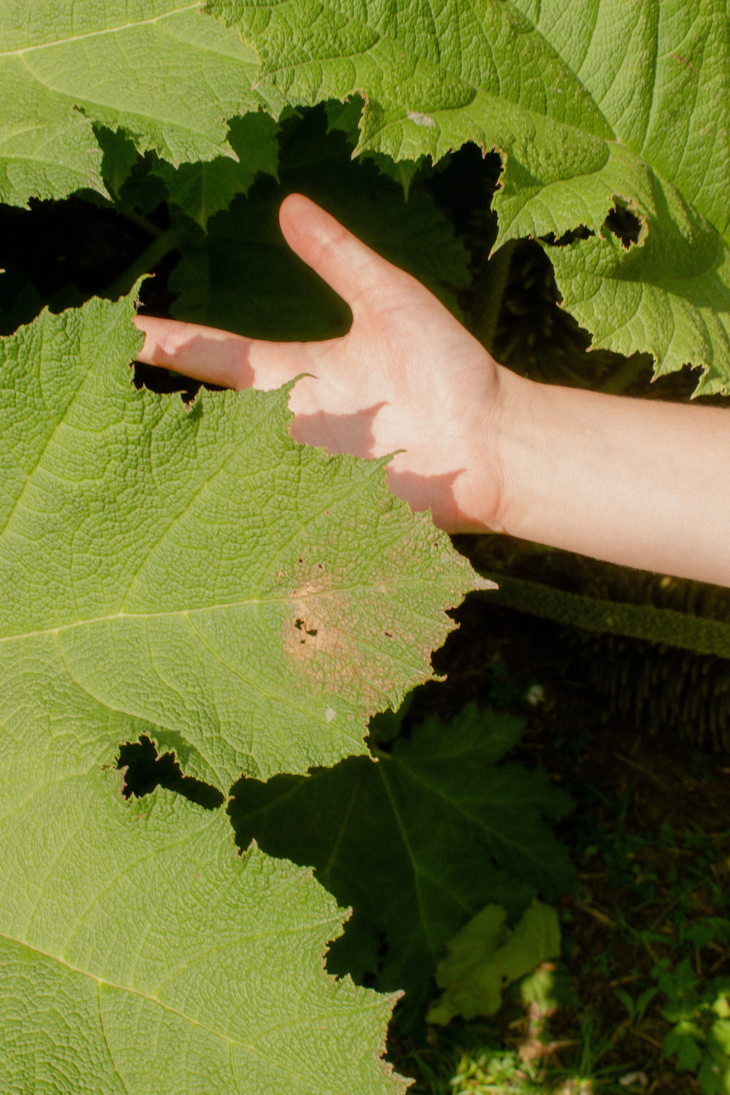 Une main touche une grande feuille verte avec des bords déchirés, dans un environnement naturel.