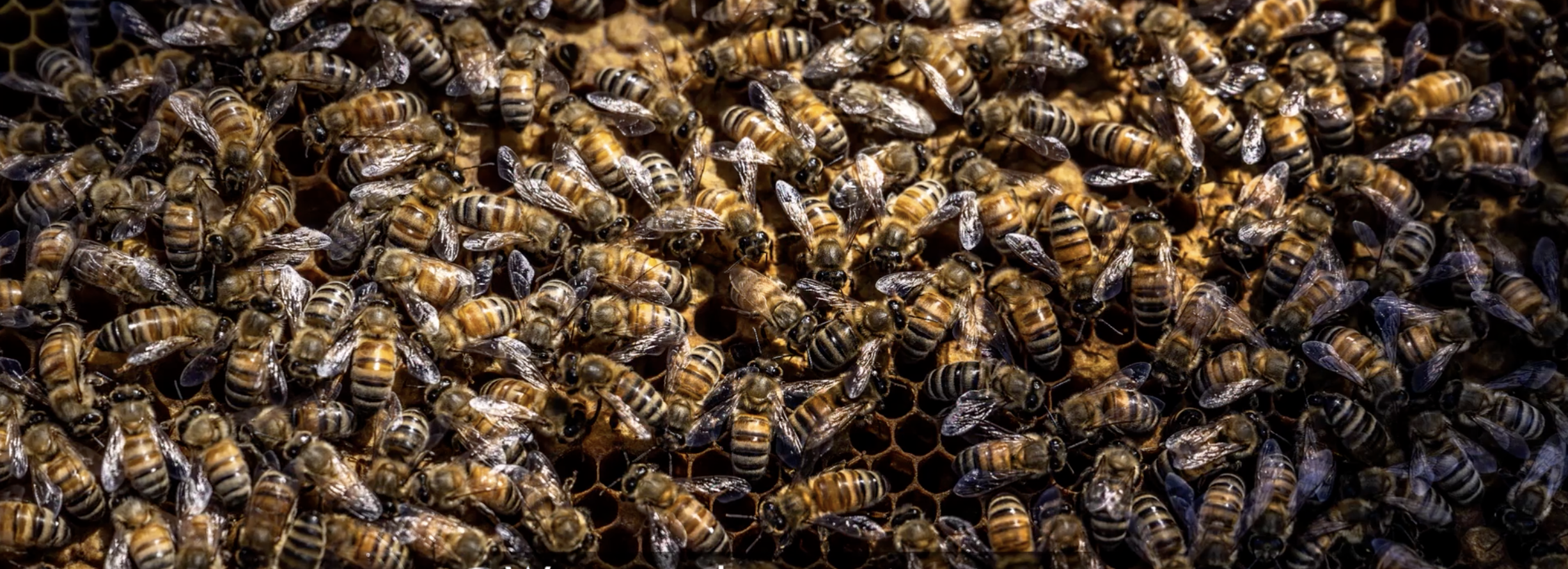 Screenshot 2026-06-10 at 5.15.04 PM.png