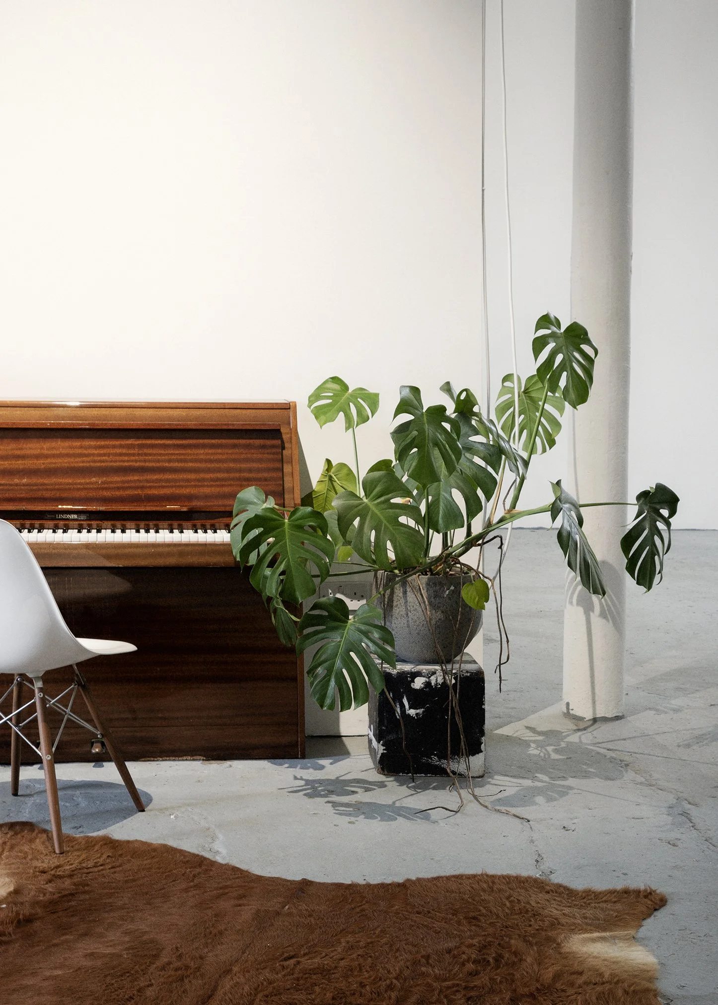 Large Healthy Monstera / ‘‘Fennel’’ - ø100cm