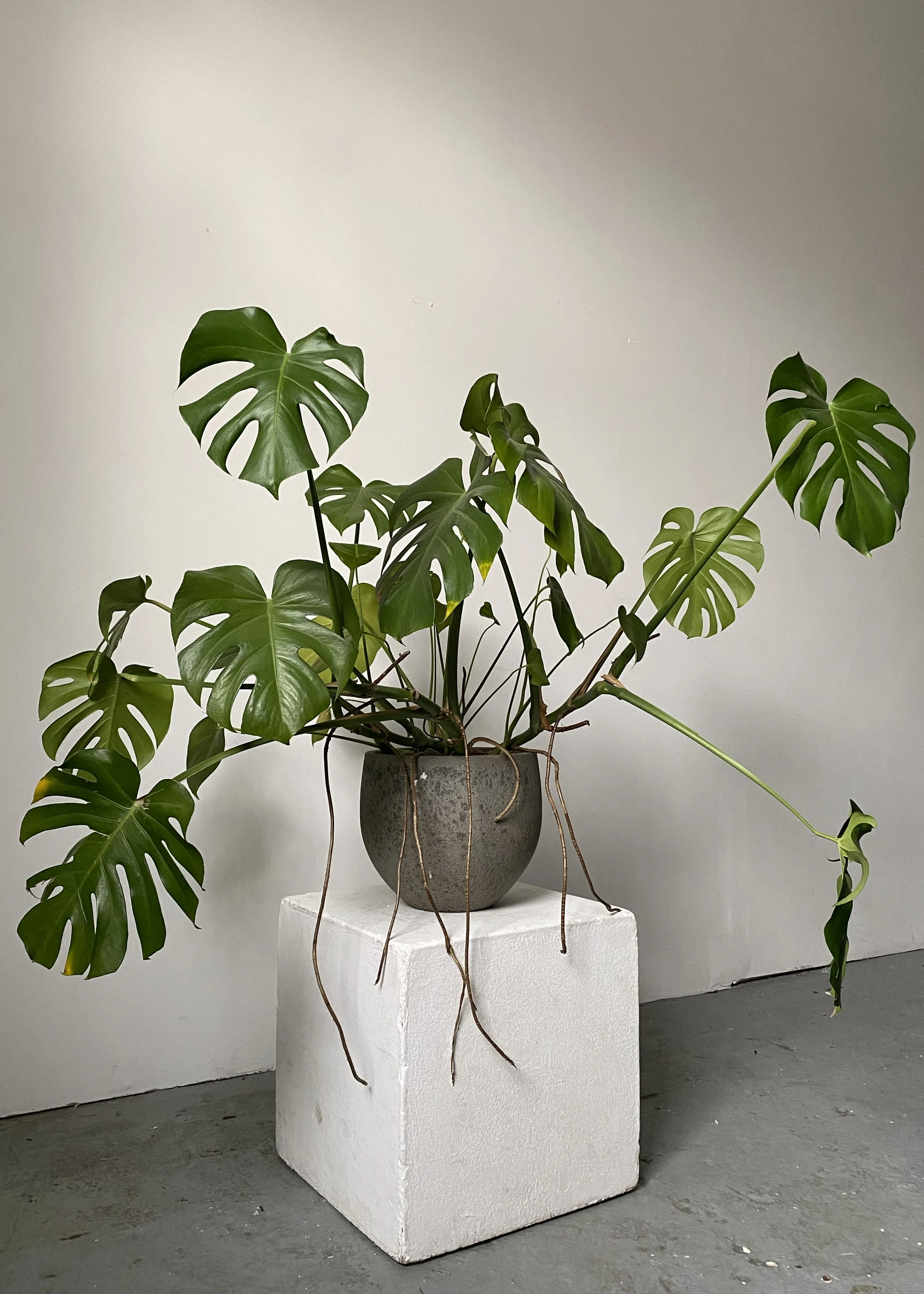 Large Healthy Monstera / ‘‘Fennel’’ - ø100cm