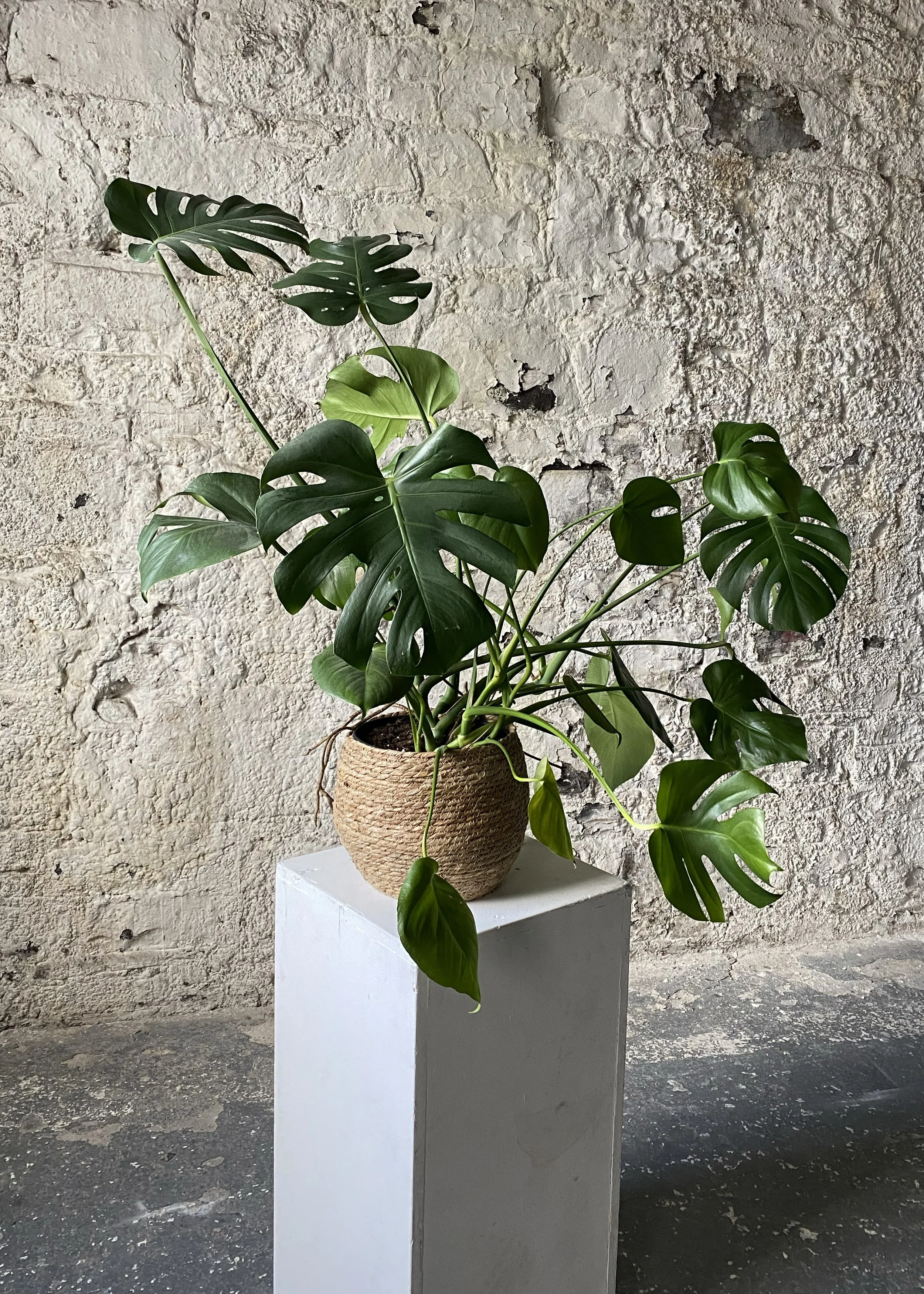 Large Healthy Monstera / ‘‘Chili’’ - ø100cm