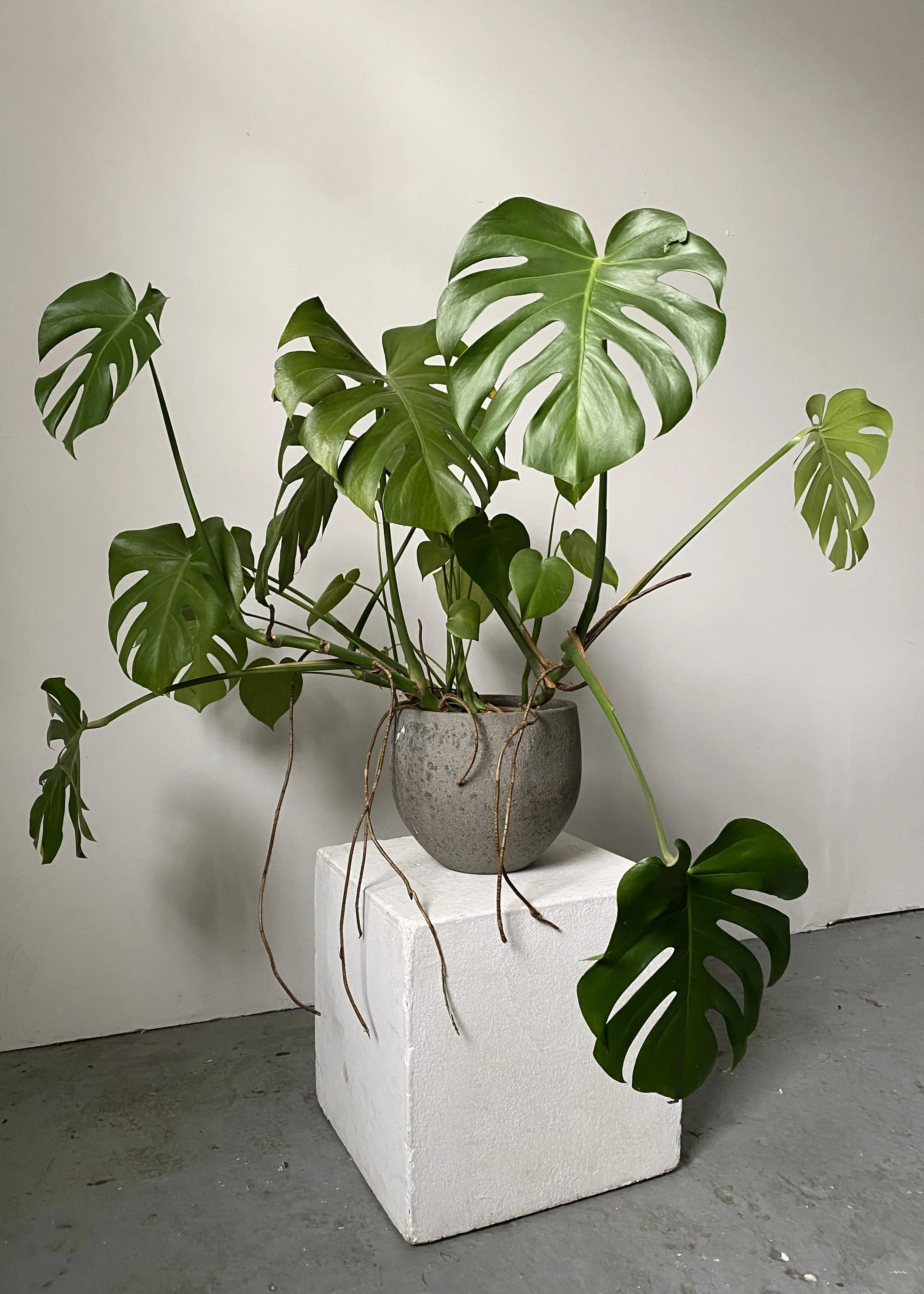 Large Healthy Monstera / ‘‘Fennel’’ - ø100cm