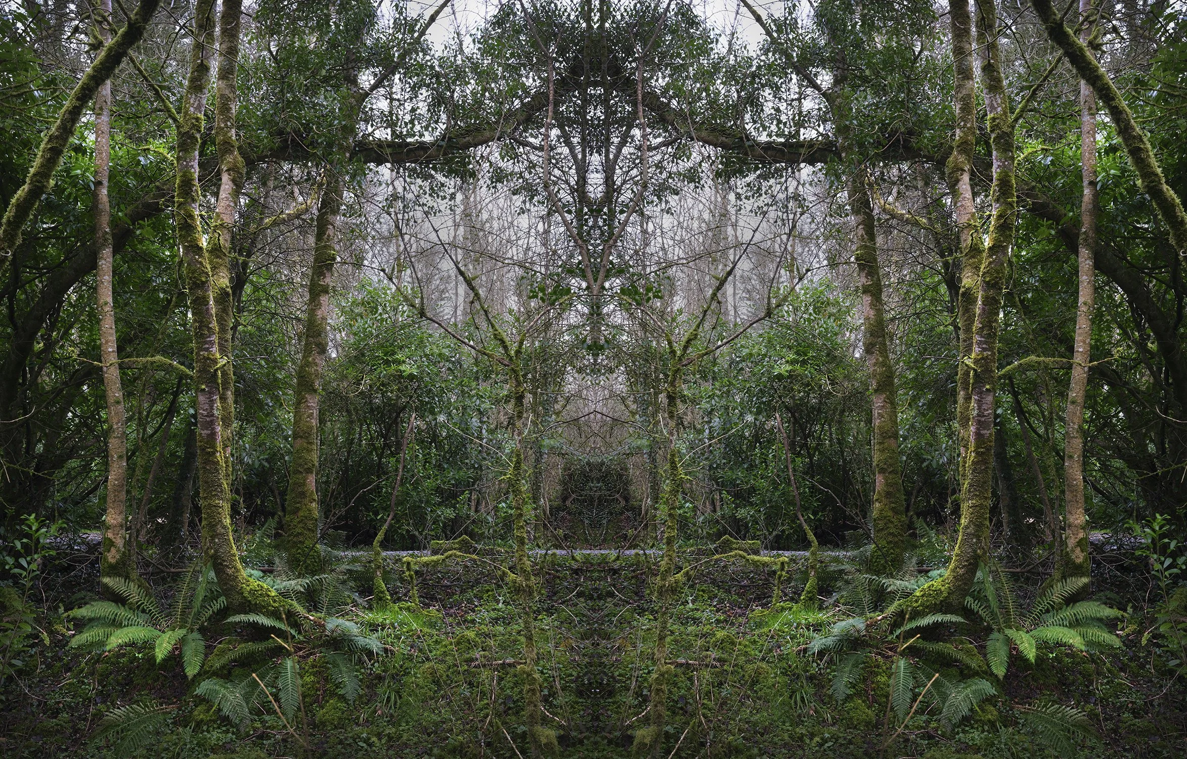 woodland_agata stoinska03.jpeg