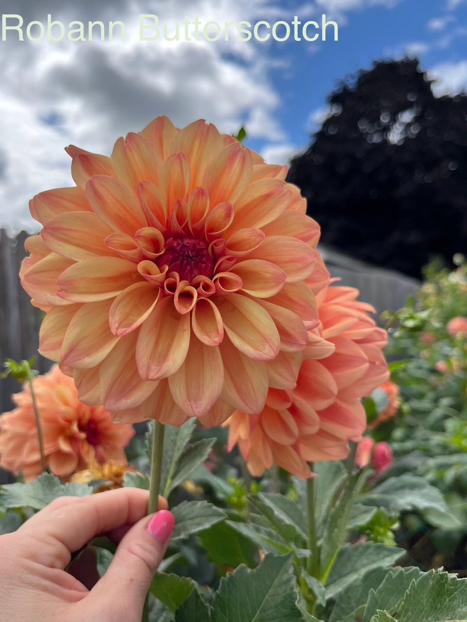 Robann Butterscotch