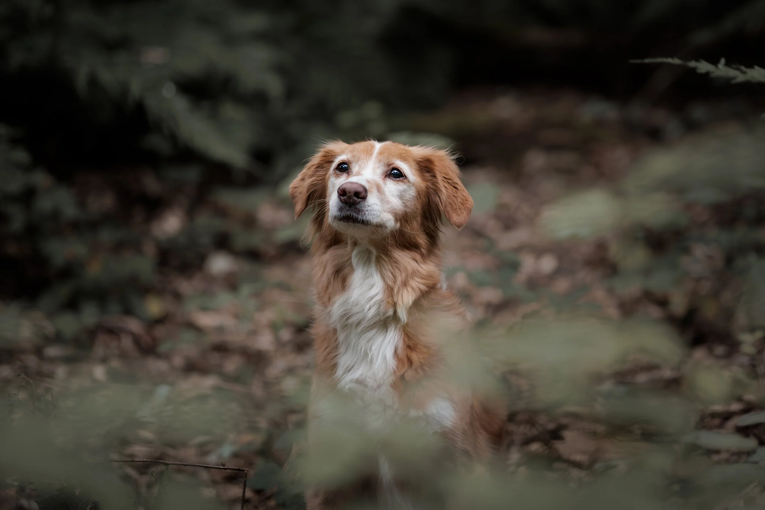 Dieren - Hond - Pina (13).jpg