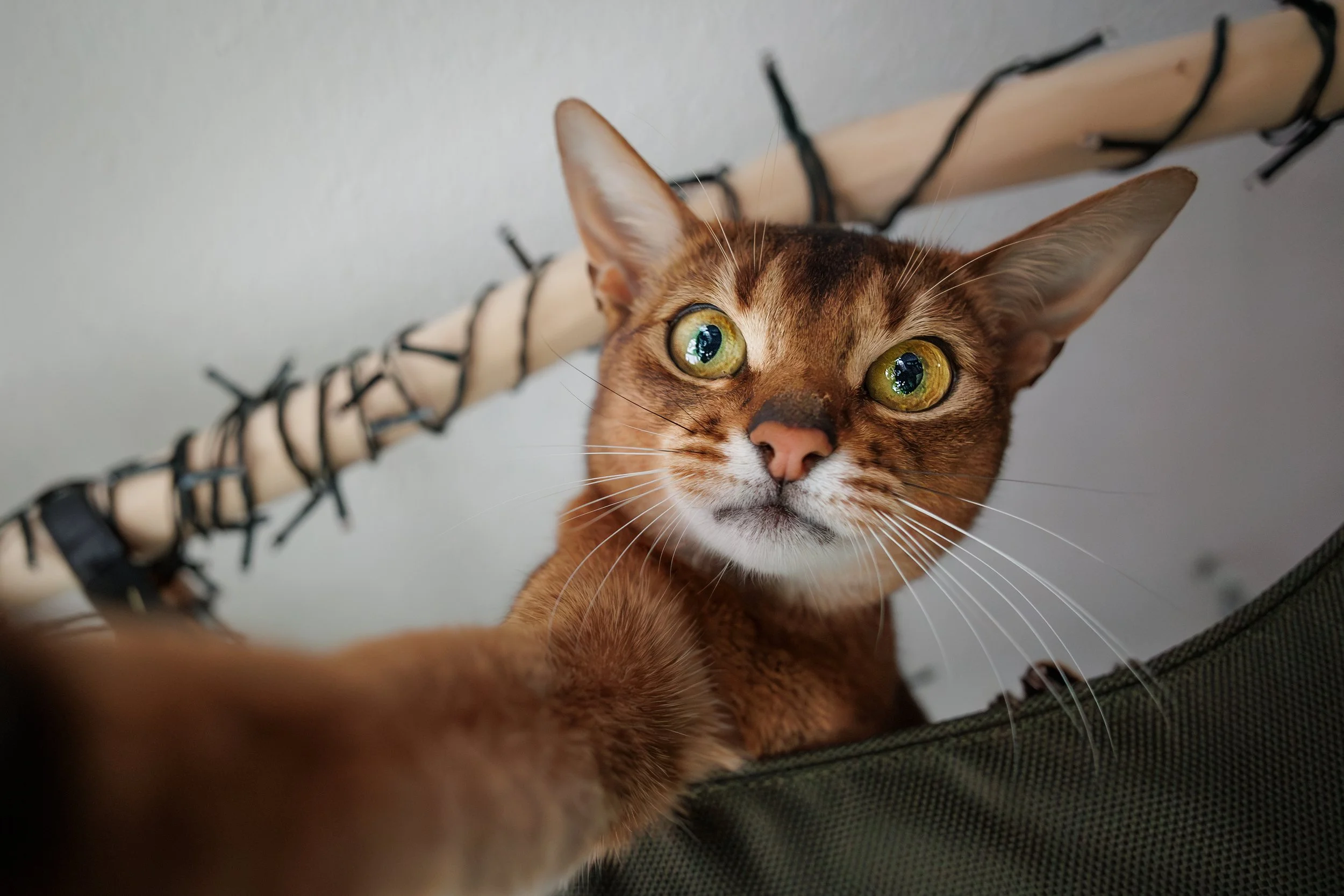 Dieren - Kat - Mr. Red.jpg