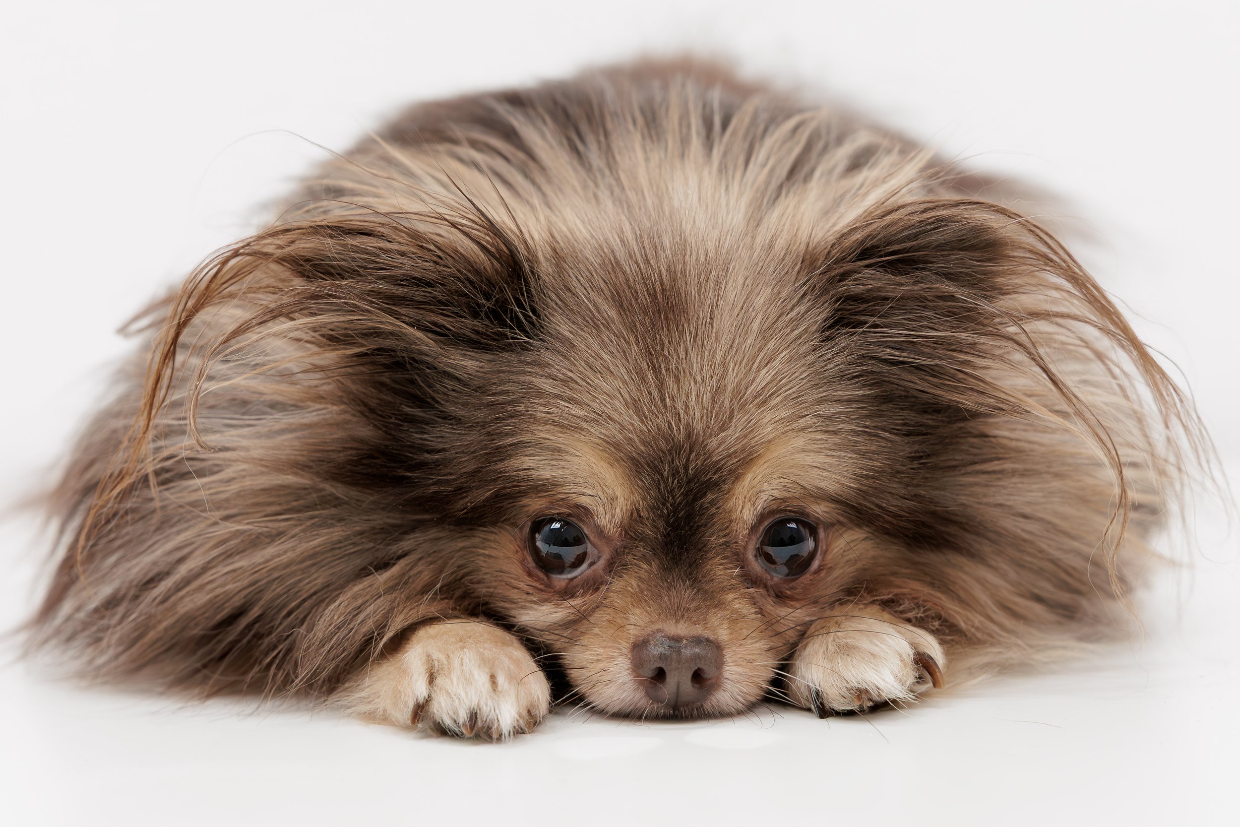 Dieren - Honden - Trimsalon Wooffies (6).jpg