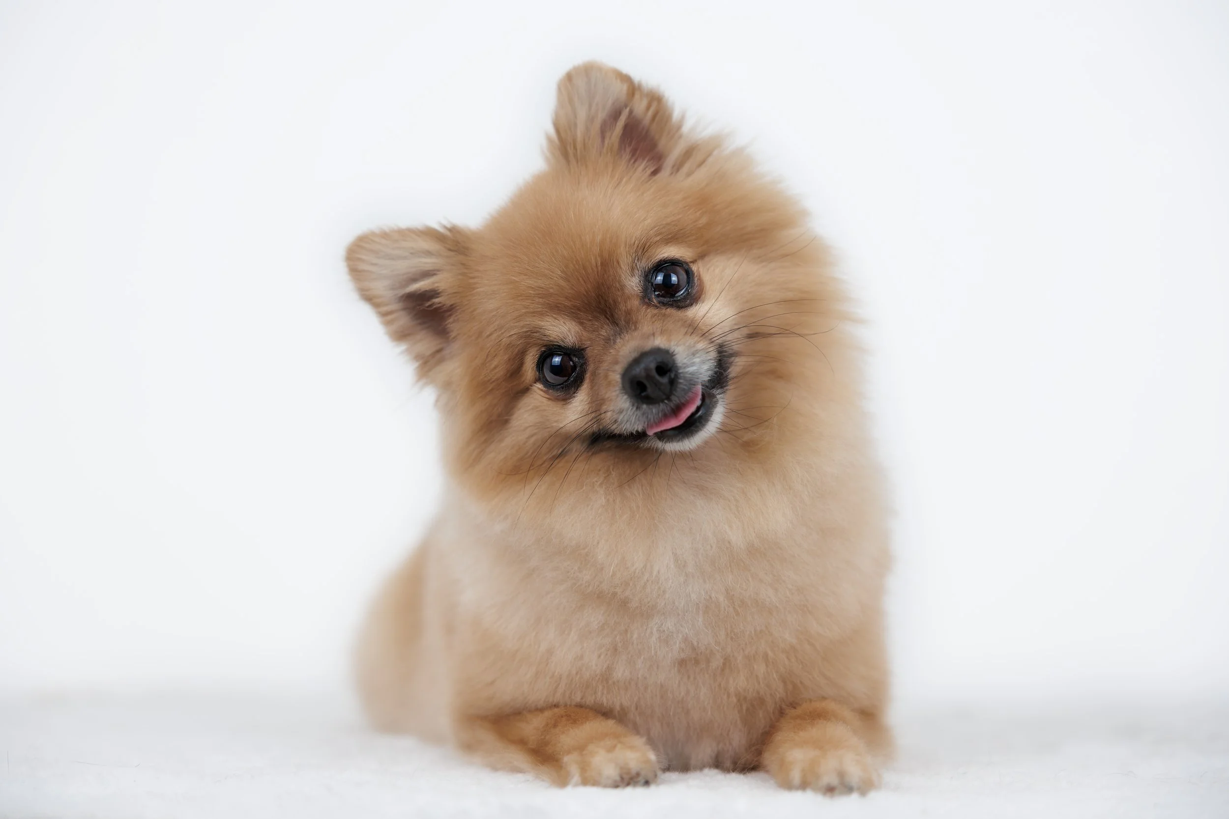 2026-02-24 - Trimsalon Wooffies (23).jpg