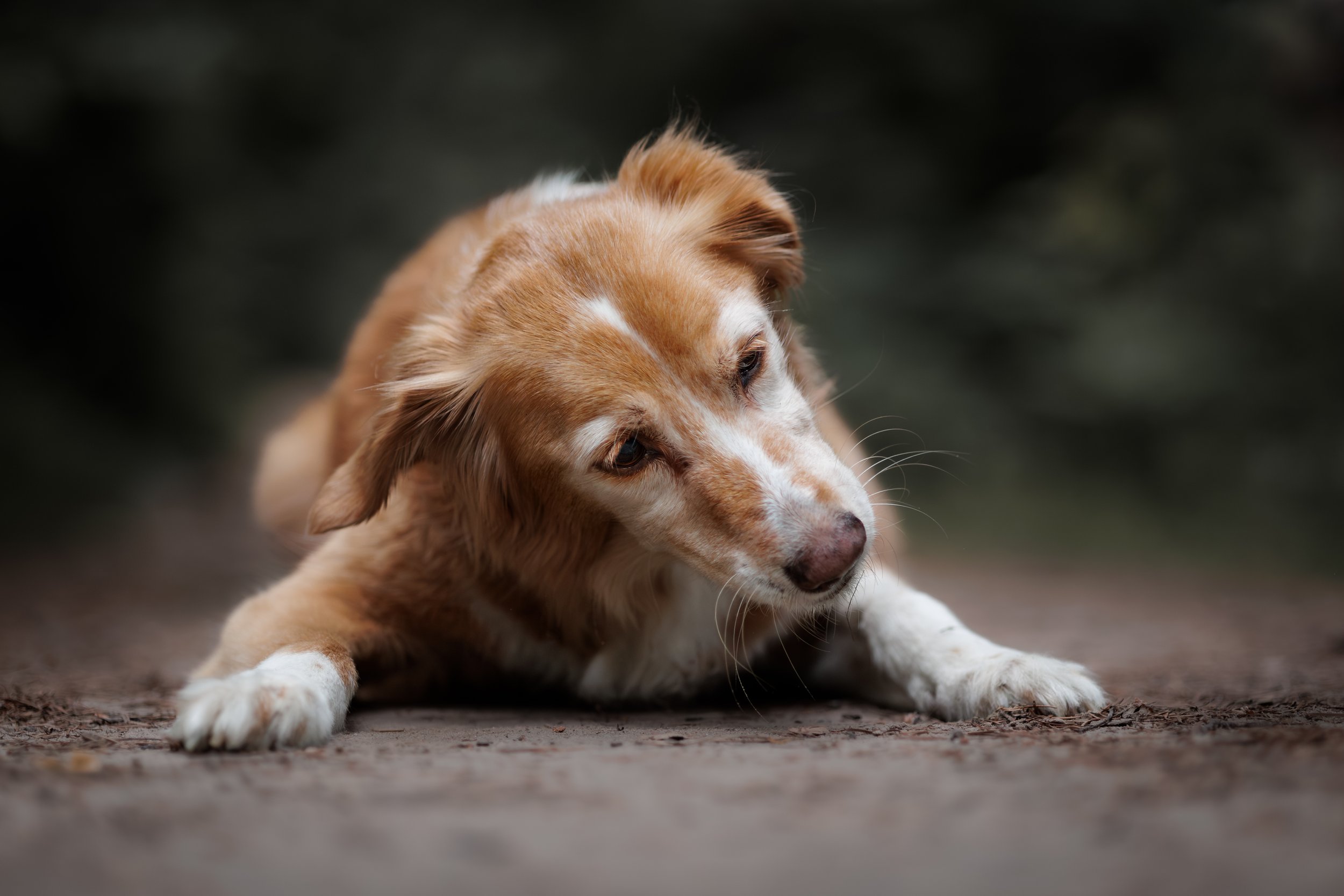 Dieren - Hond - Pina (10).jpg