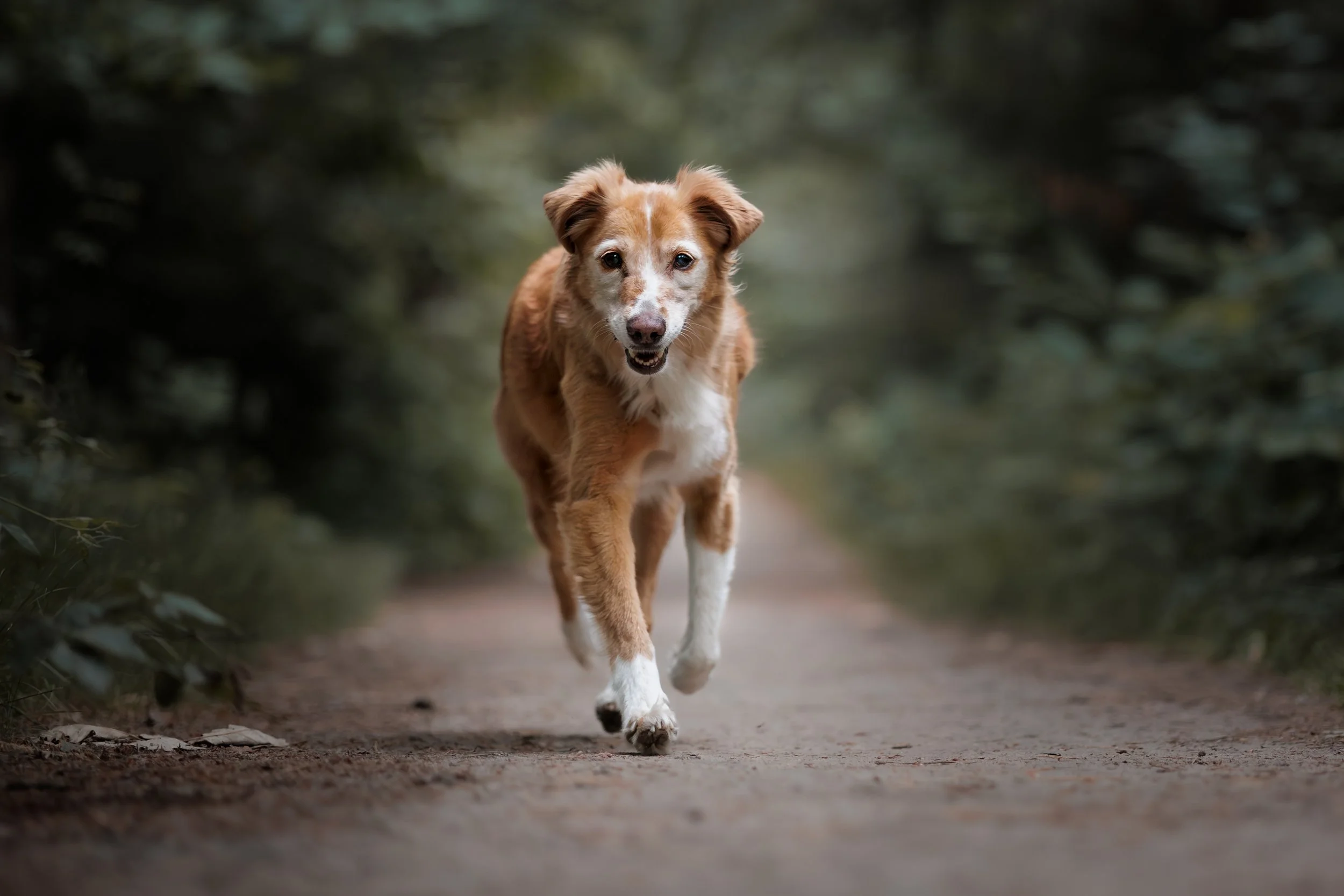 Dieren - Hond - Pina (7).jpg