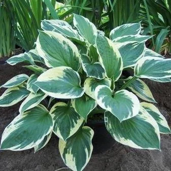 Hosta 'Independence'