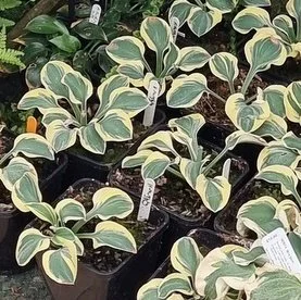 Mighty Mouse 400.jpg