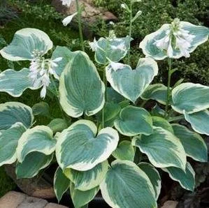 American Halo (2).JPG