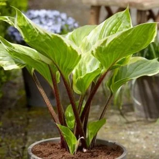 Hosta 'Sorbet'