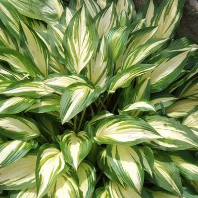 Cherry Berry (2).jpg