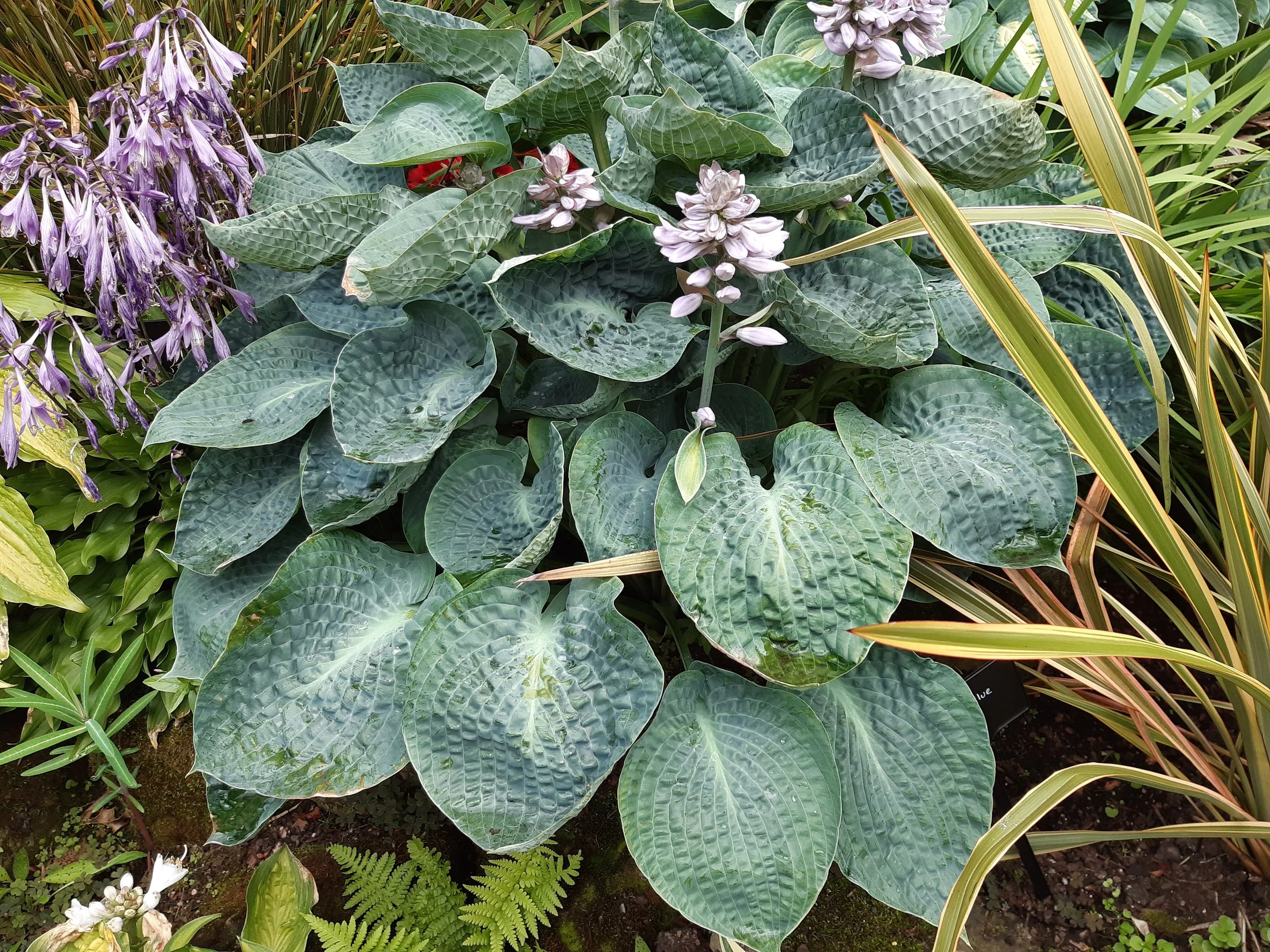 Deep Blue Sea (2).jpg